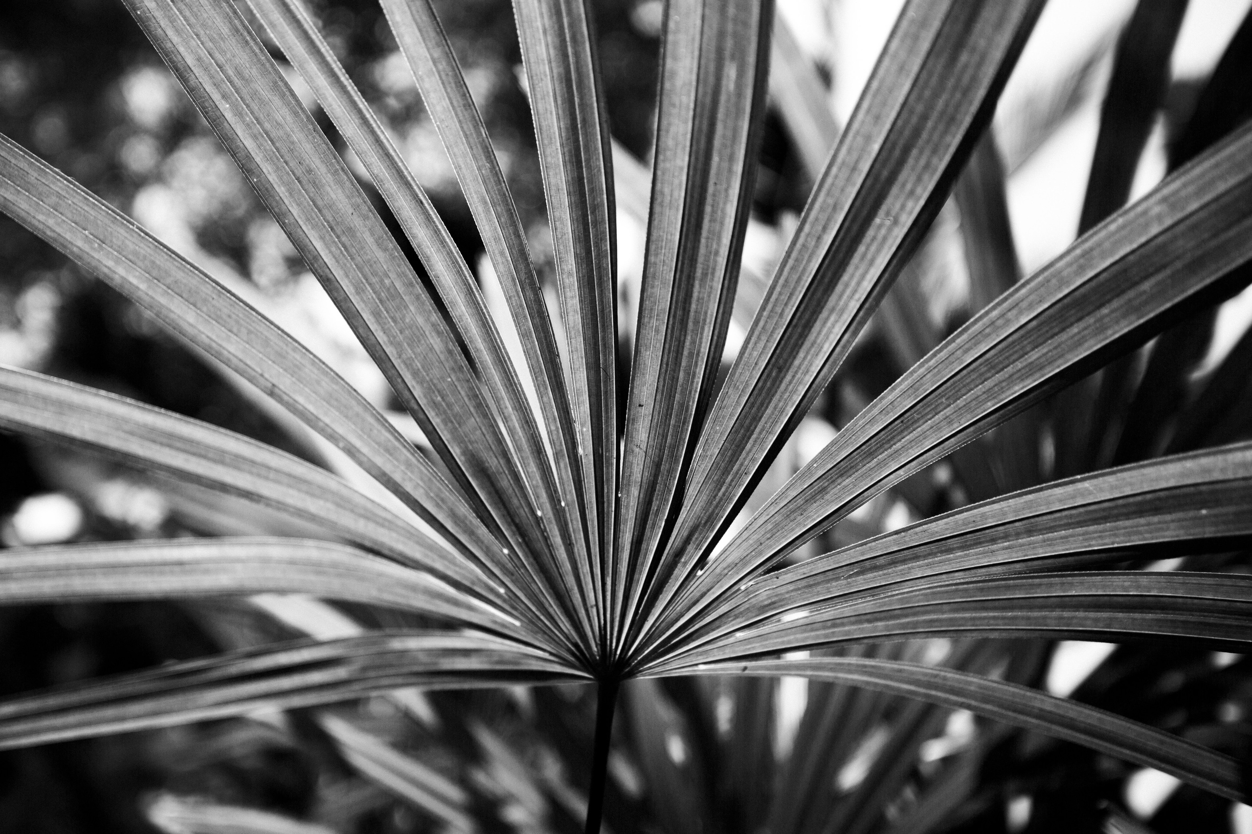 Таиланд. Фотограф Даша Омельченко