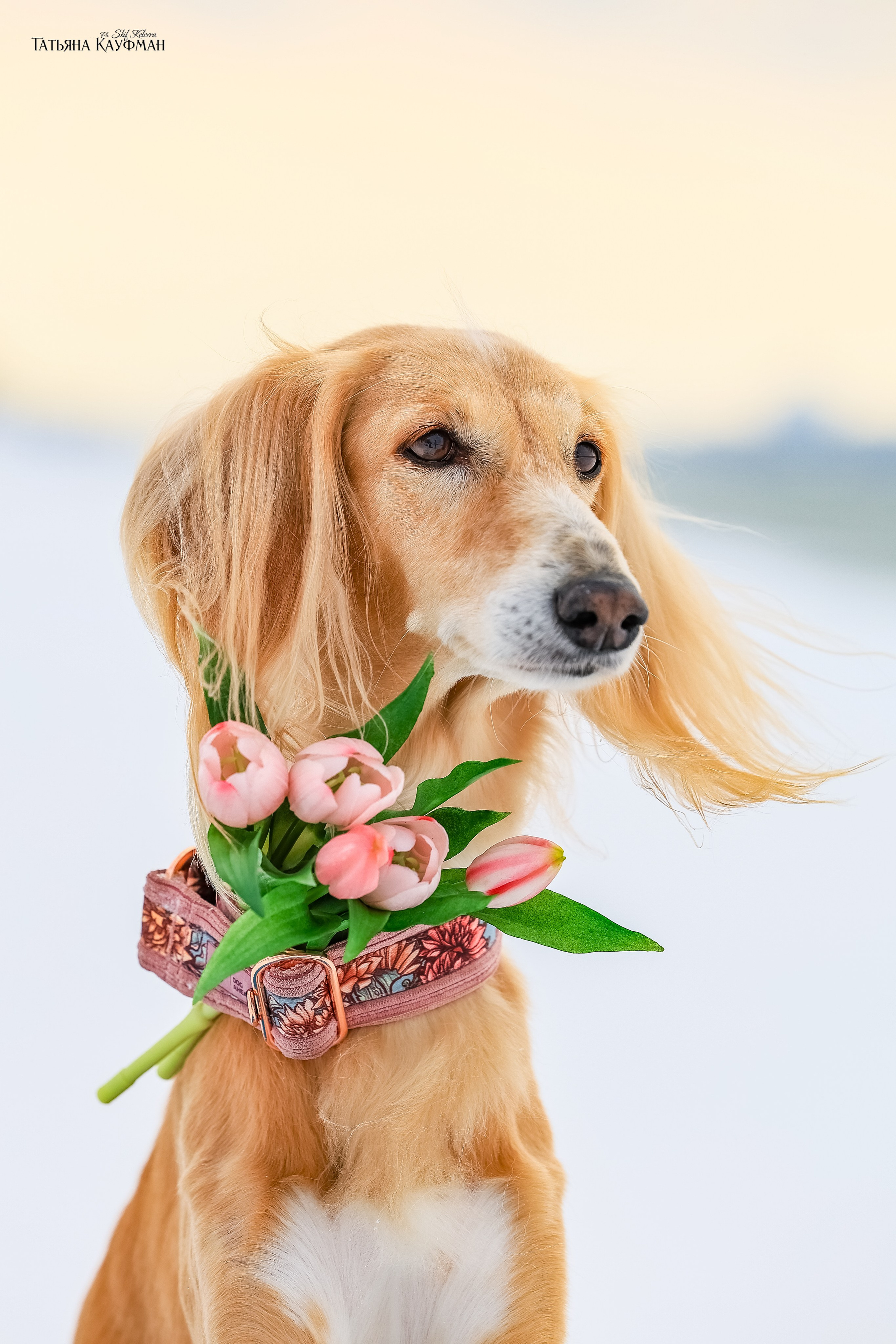 Салюки Флай и Лира. Фотограф Анималист из Новосибирска Татьяна Кауфман