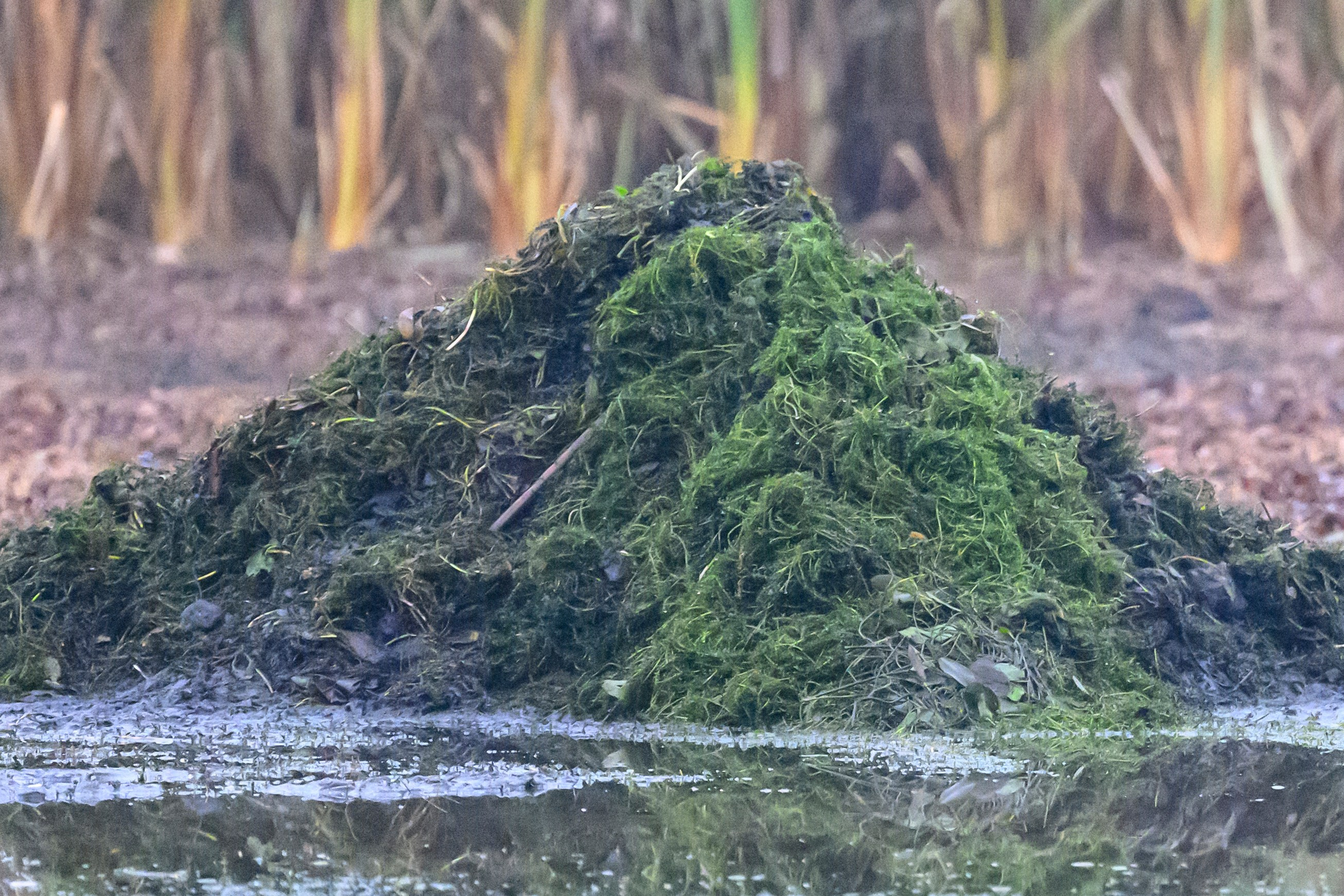Водяной пастушок и кормовой стог ондатры. Wildlife photography by Sergey Puponin