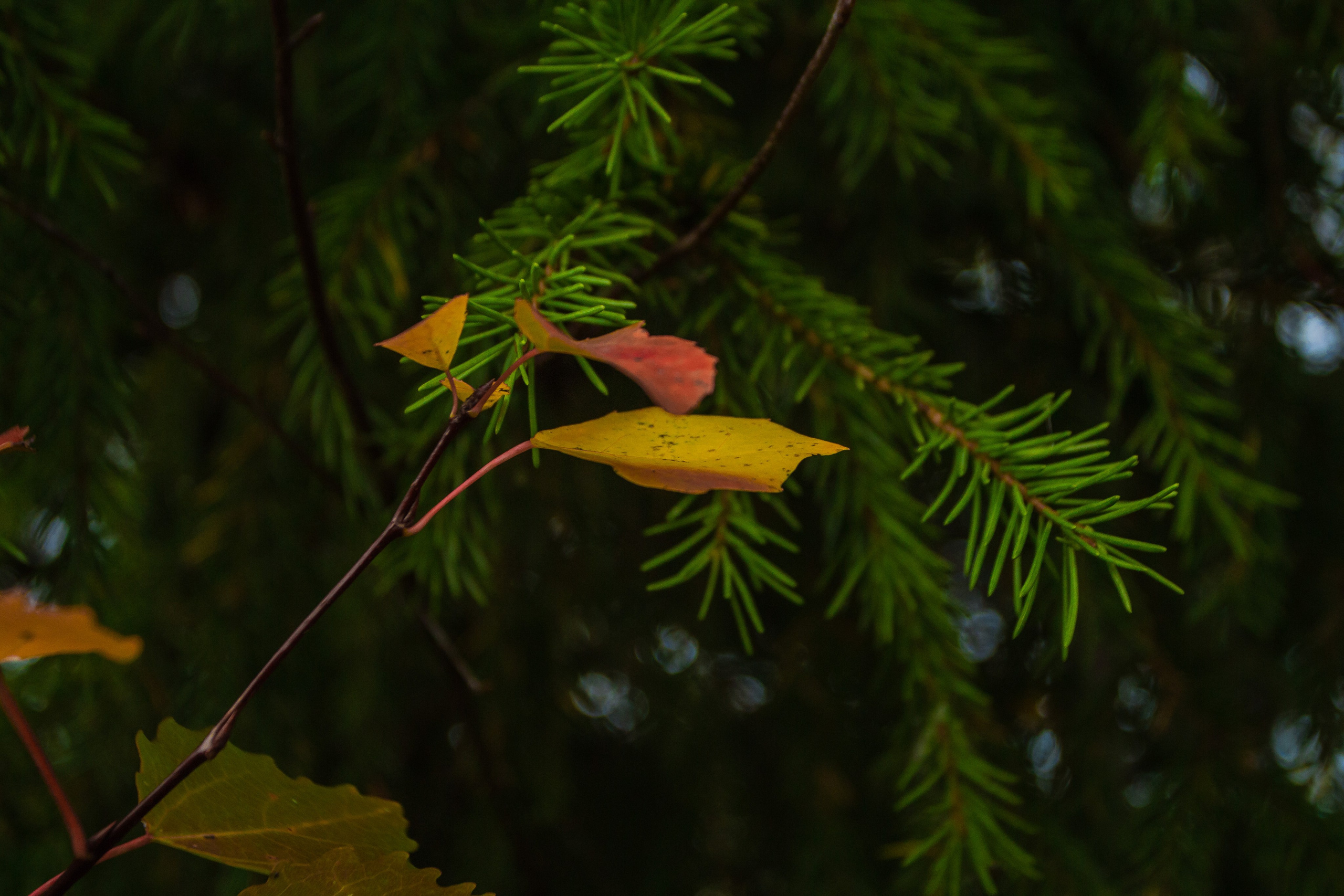 Лес по дороге на Усьвинские столбы. Август, 2023 год. Фотограф Переверзева Анна Екатеринбург