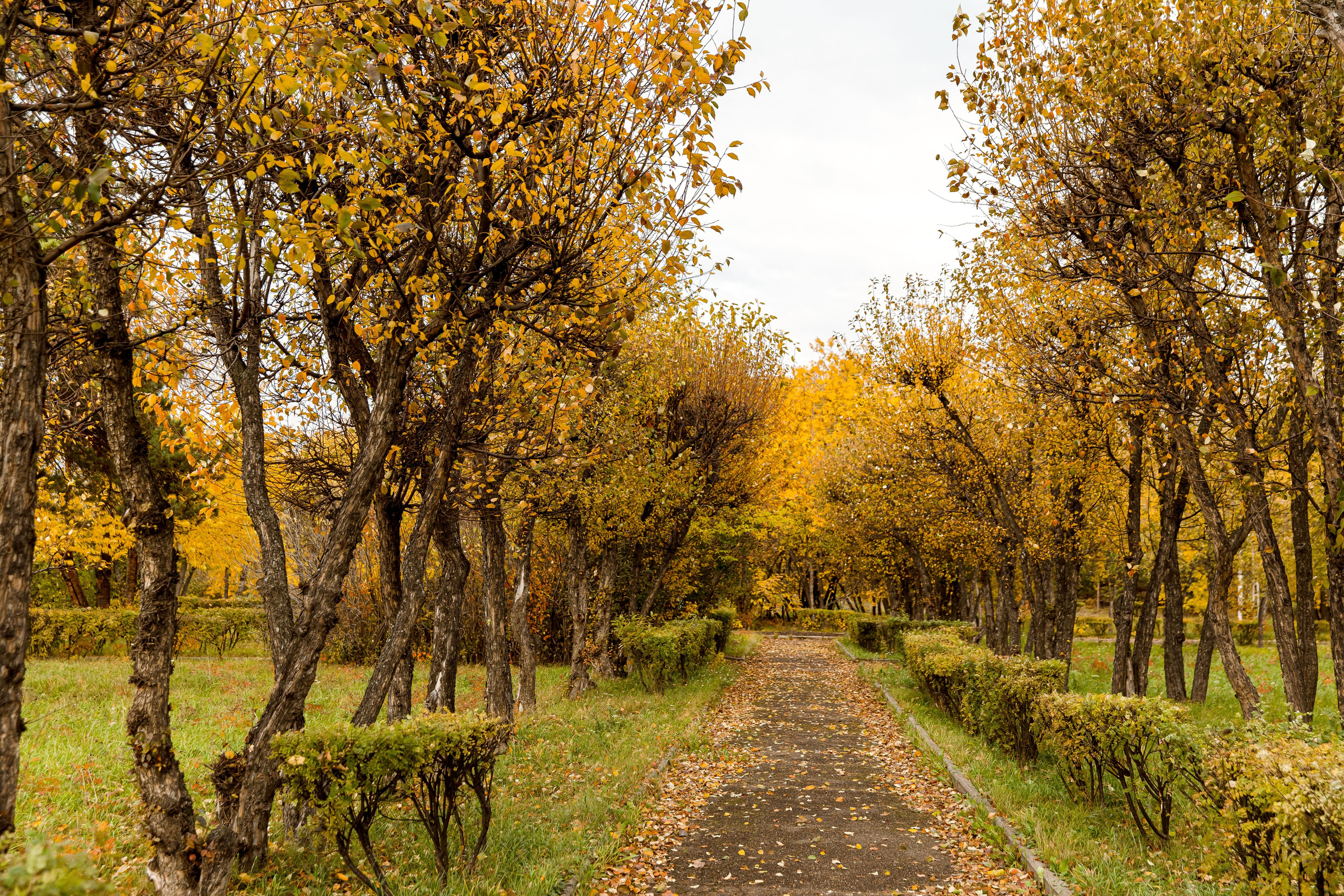 Осень в парке. Семейный и детский фотограф в Железногорске Саламахо Ольга