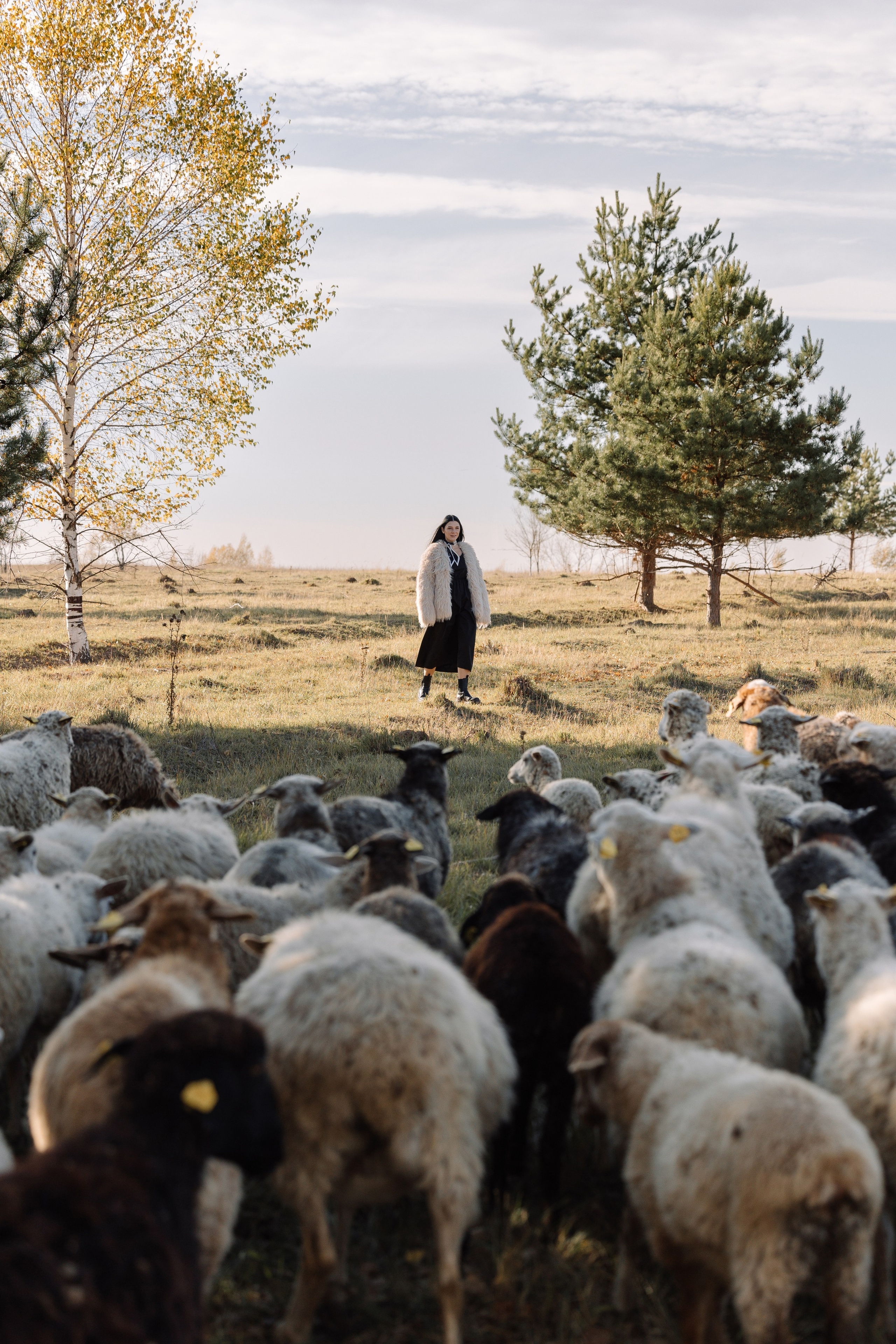 Охота на овец