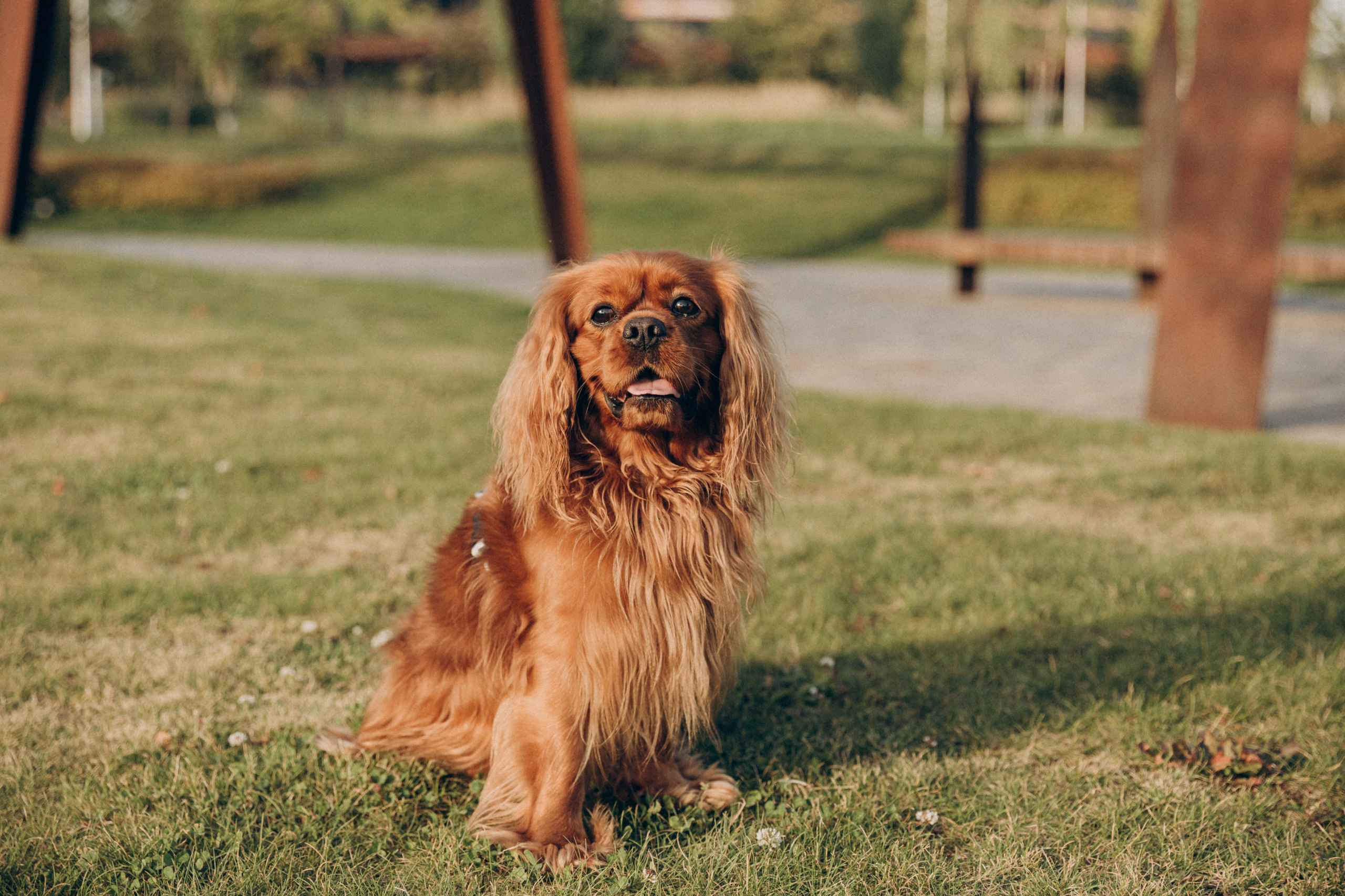 Фотограф-анималист в Москве Соломонова Варвара
