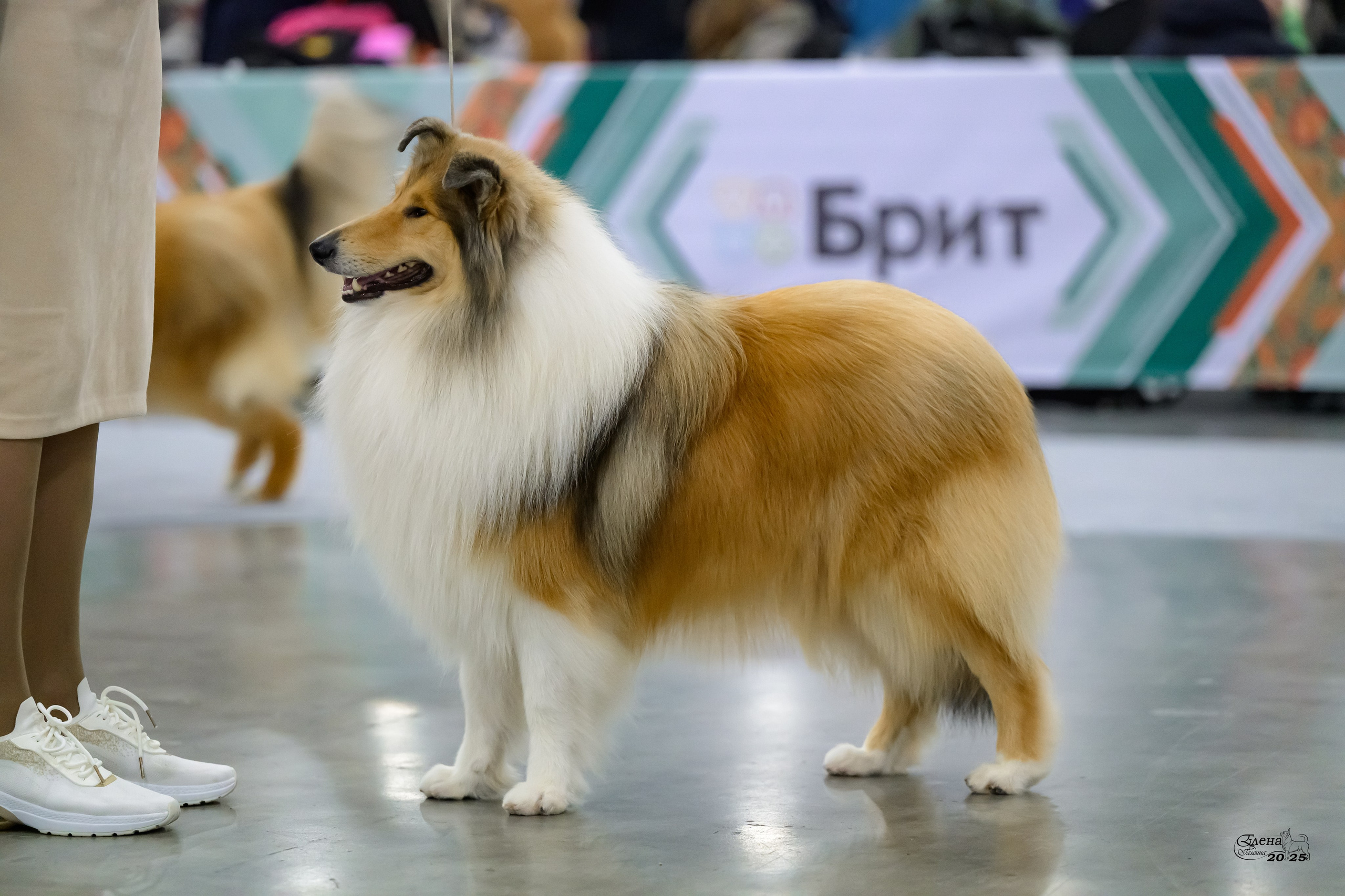 15-16.11.2025 ЕВРАЗИЯ г. Москва. Фотограф анималист Елена Галдина г. Красноярск