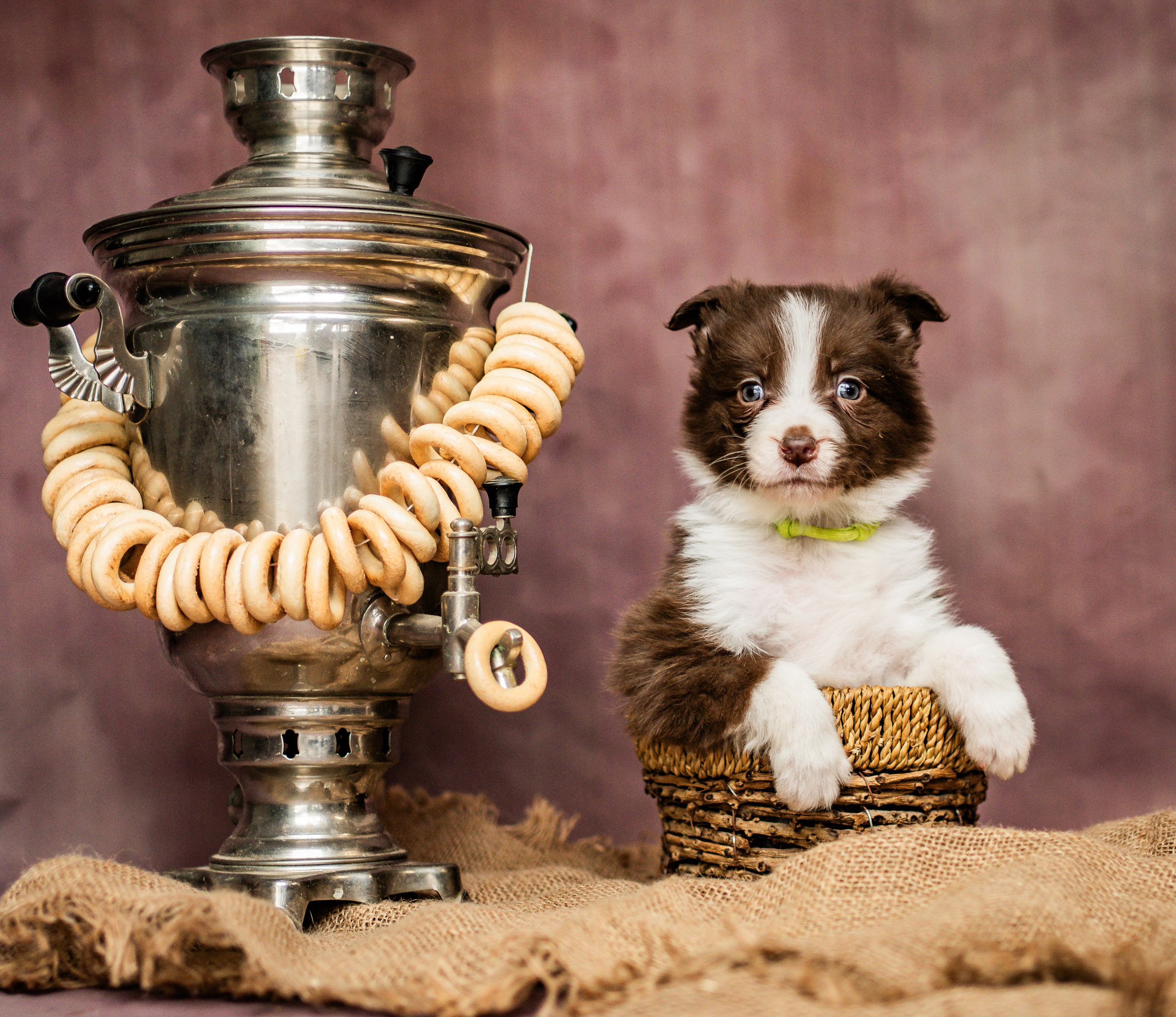 Фритсвит. Семейный фотограф Ефремова Виктория