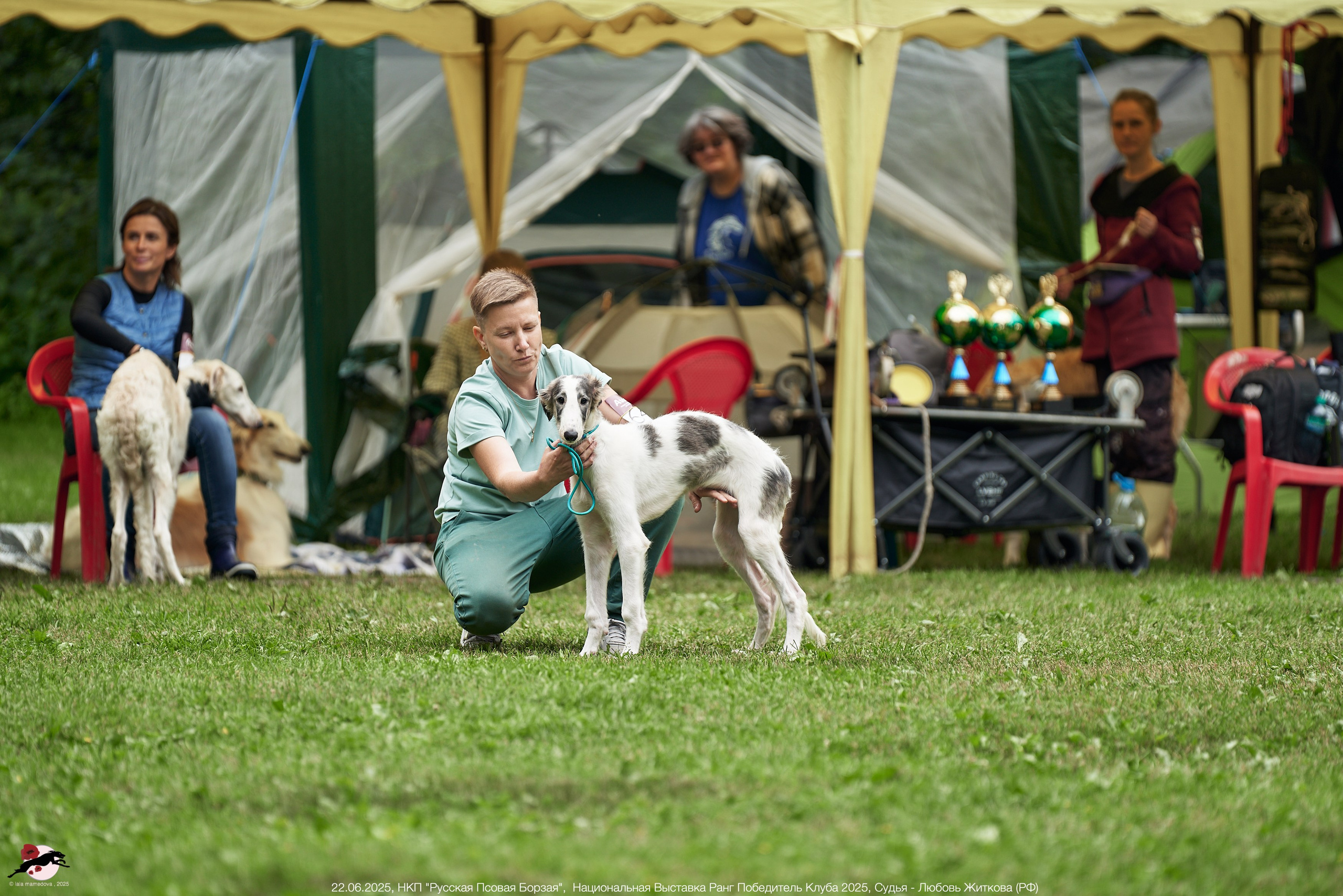 22.06.2025 | Национальная Выставка НКП "Русская Псовая Борзая"