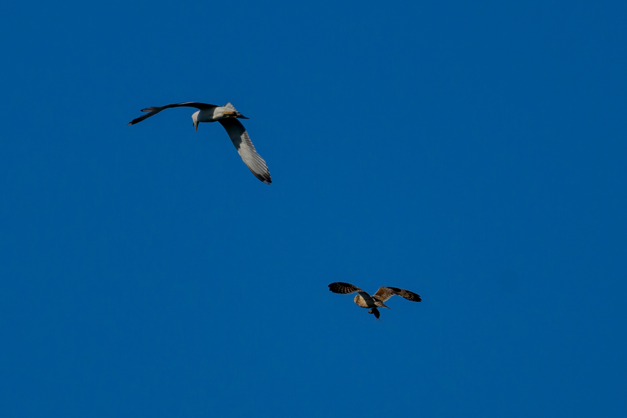 Охота сов и разбой средь бела дня!. Wildlife photography by Sergey Puponin