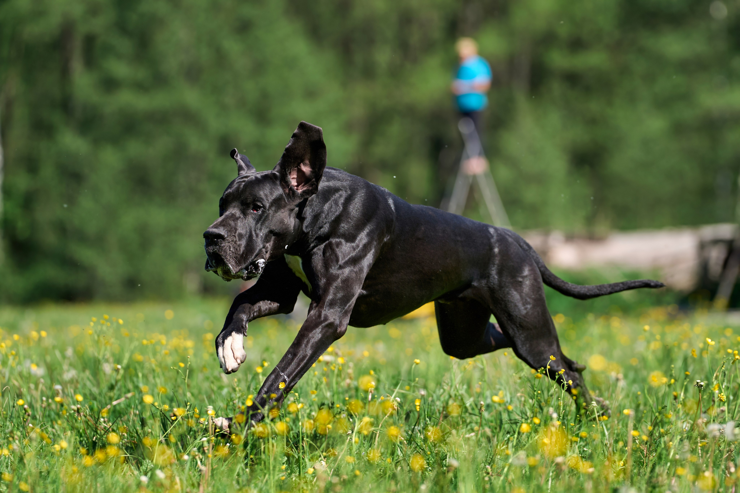 Тренировка по курсингу Донино. Фотограф-анималист Михаил Манухин