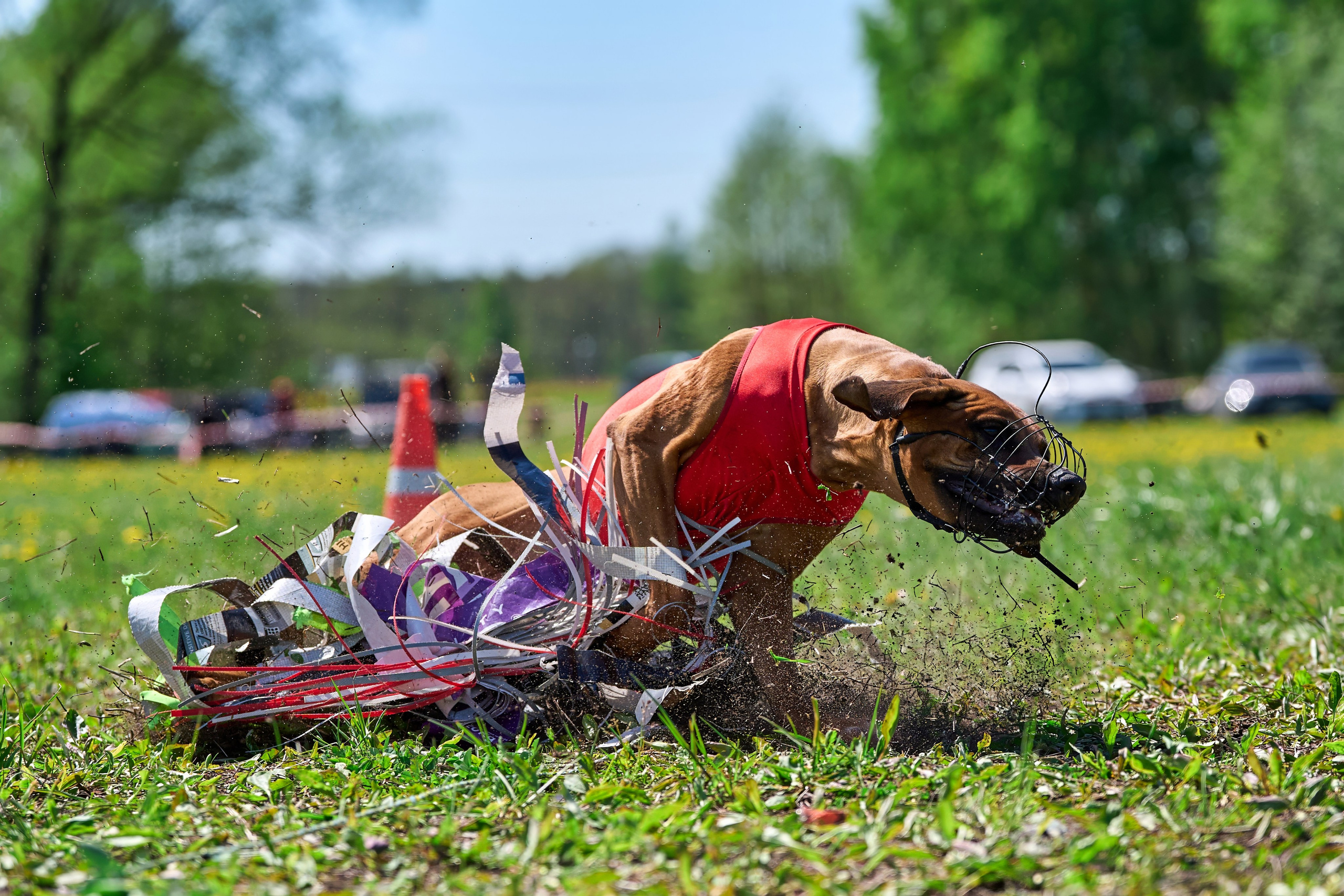 Квалификация по курсингу Донино. Фотограф-анималист Михаил Манухин