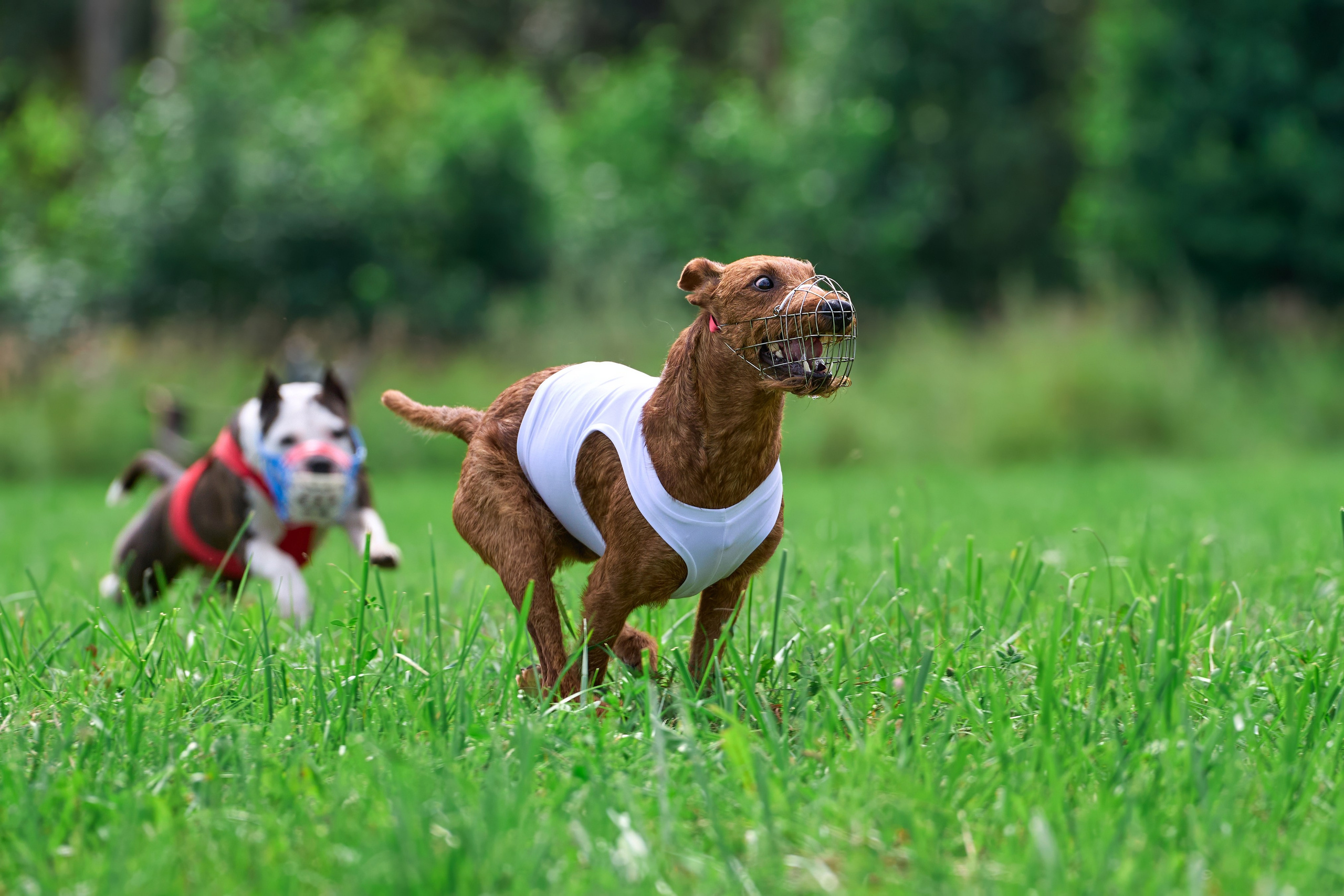 Тренировка в Донино. Фотограф-анималист Михаил Манухин