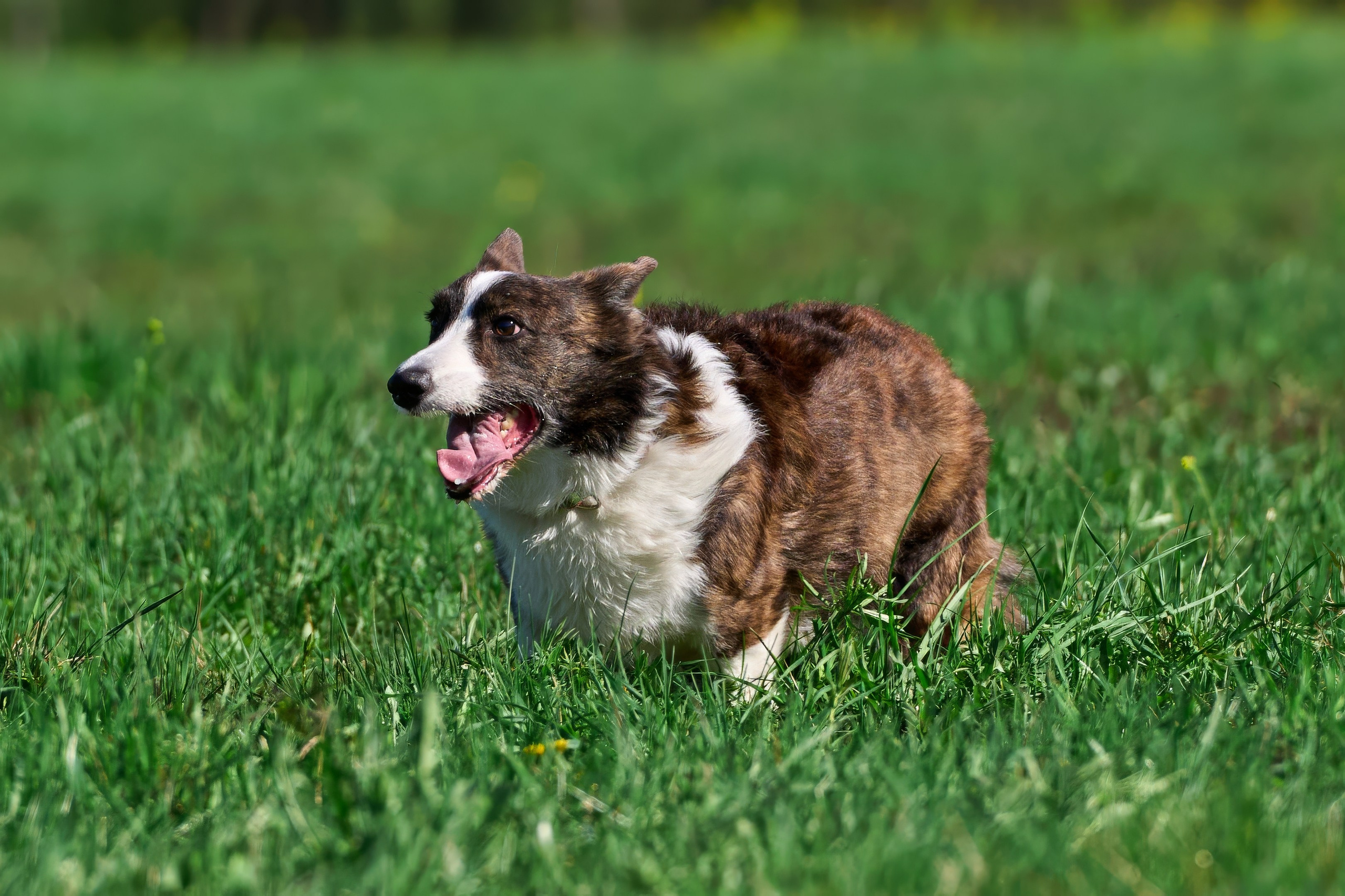 Тренировка по курсингу Донино. Фотограф-анималист Михаил Манухин