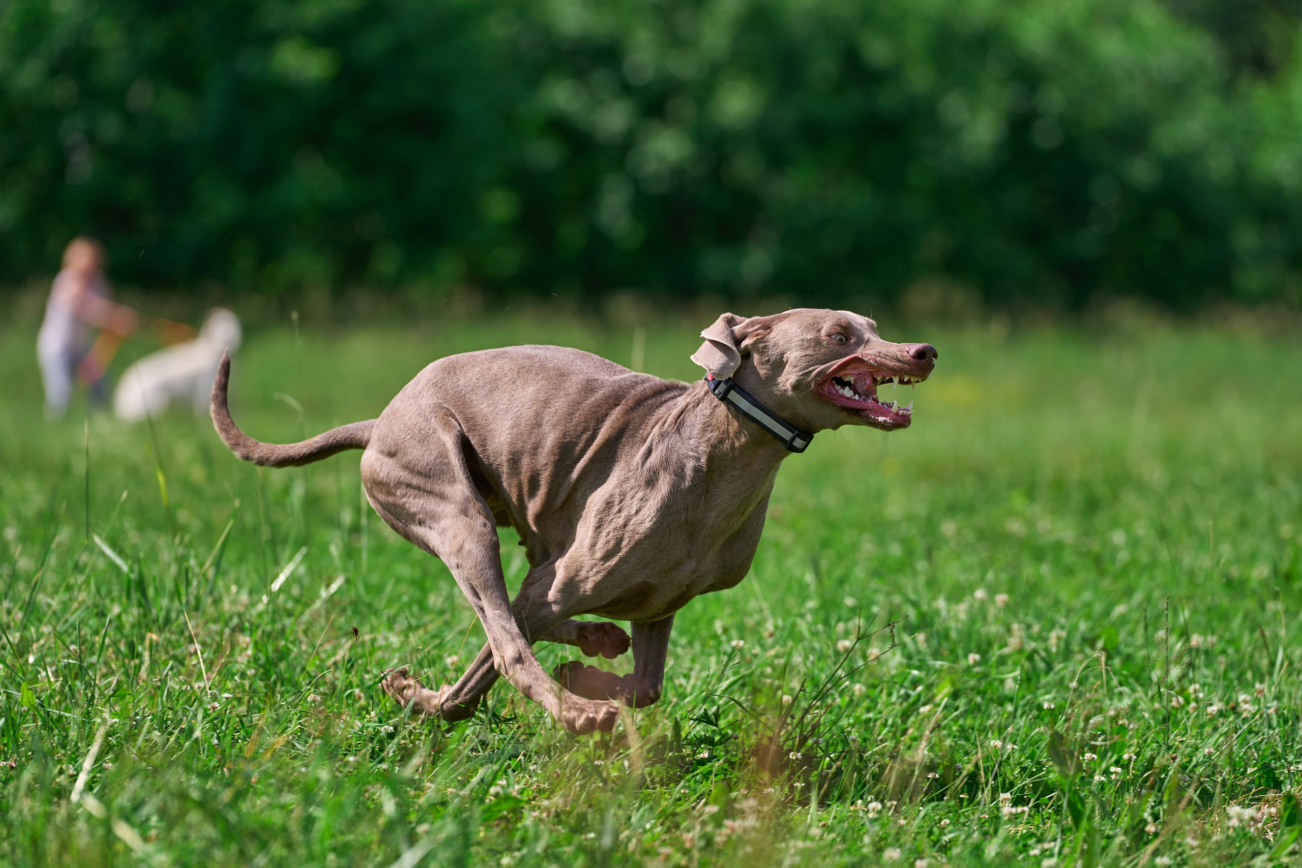 Тренировка по курсингу в Донино. Фотограф-анималист Михаил Манухин