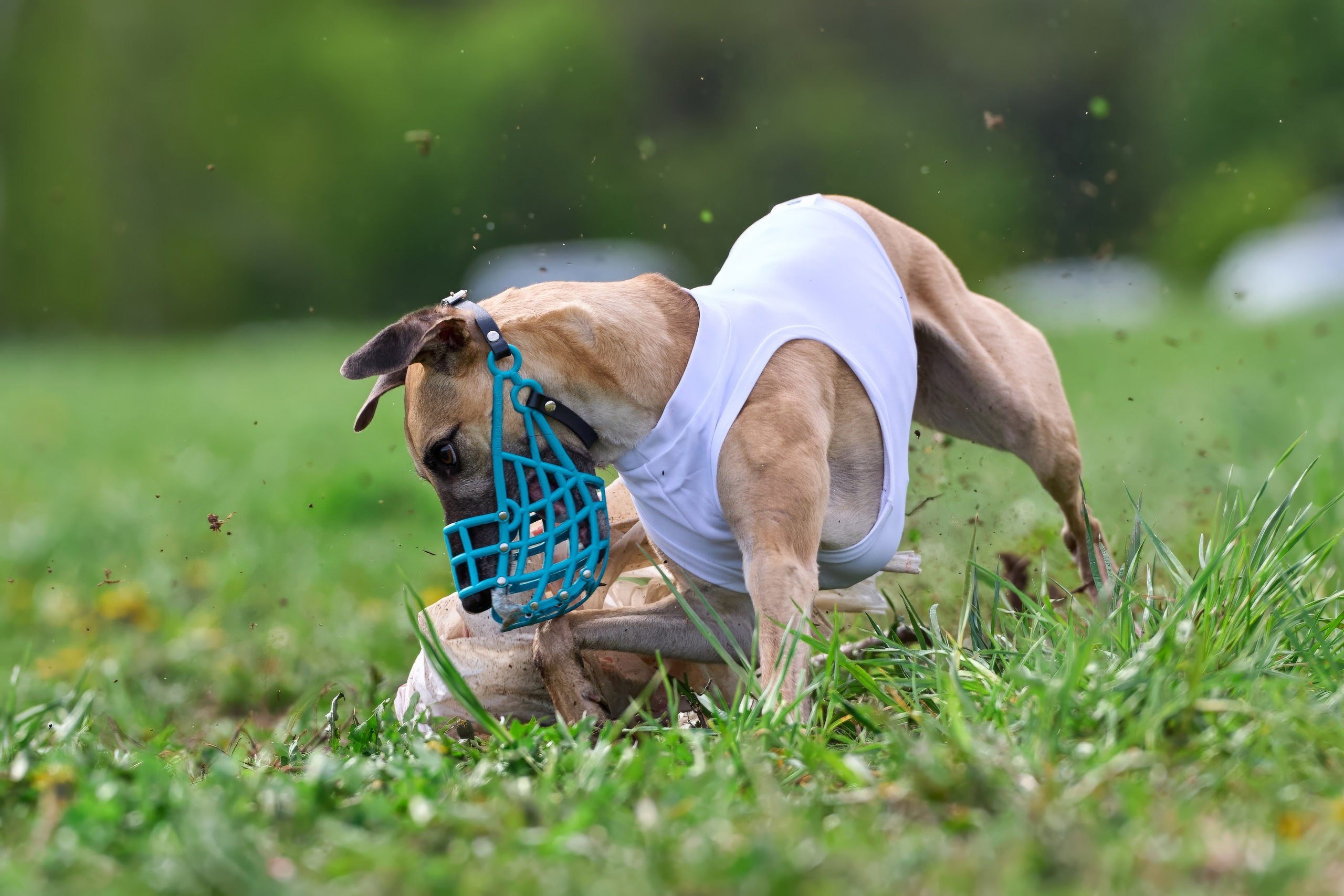 ПЧРКФ по курсингу. Фотограф-анималист Михаил Манухин
