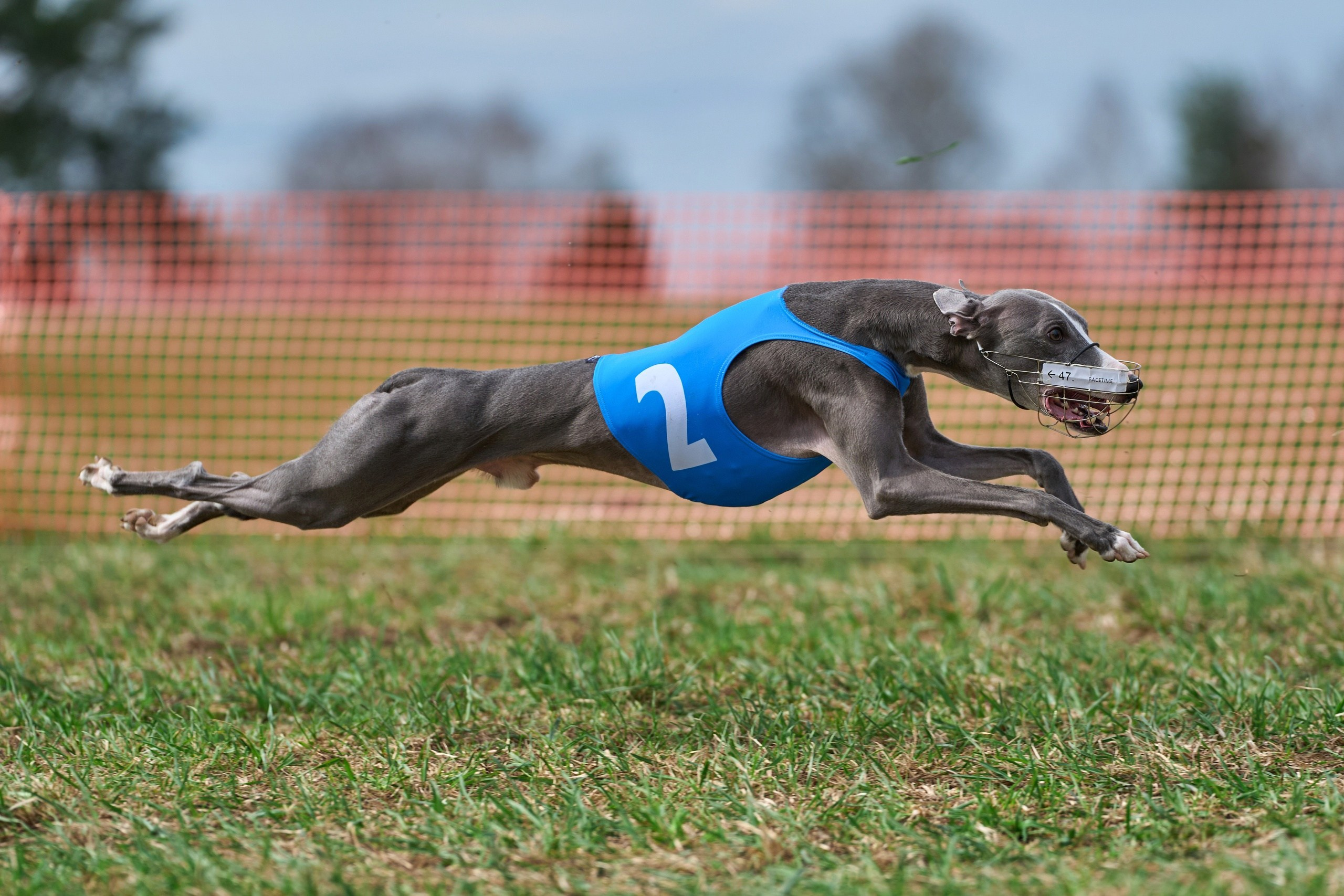 Квалификация по рейсингу. Фотограф-анималист Михаил Манухин