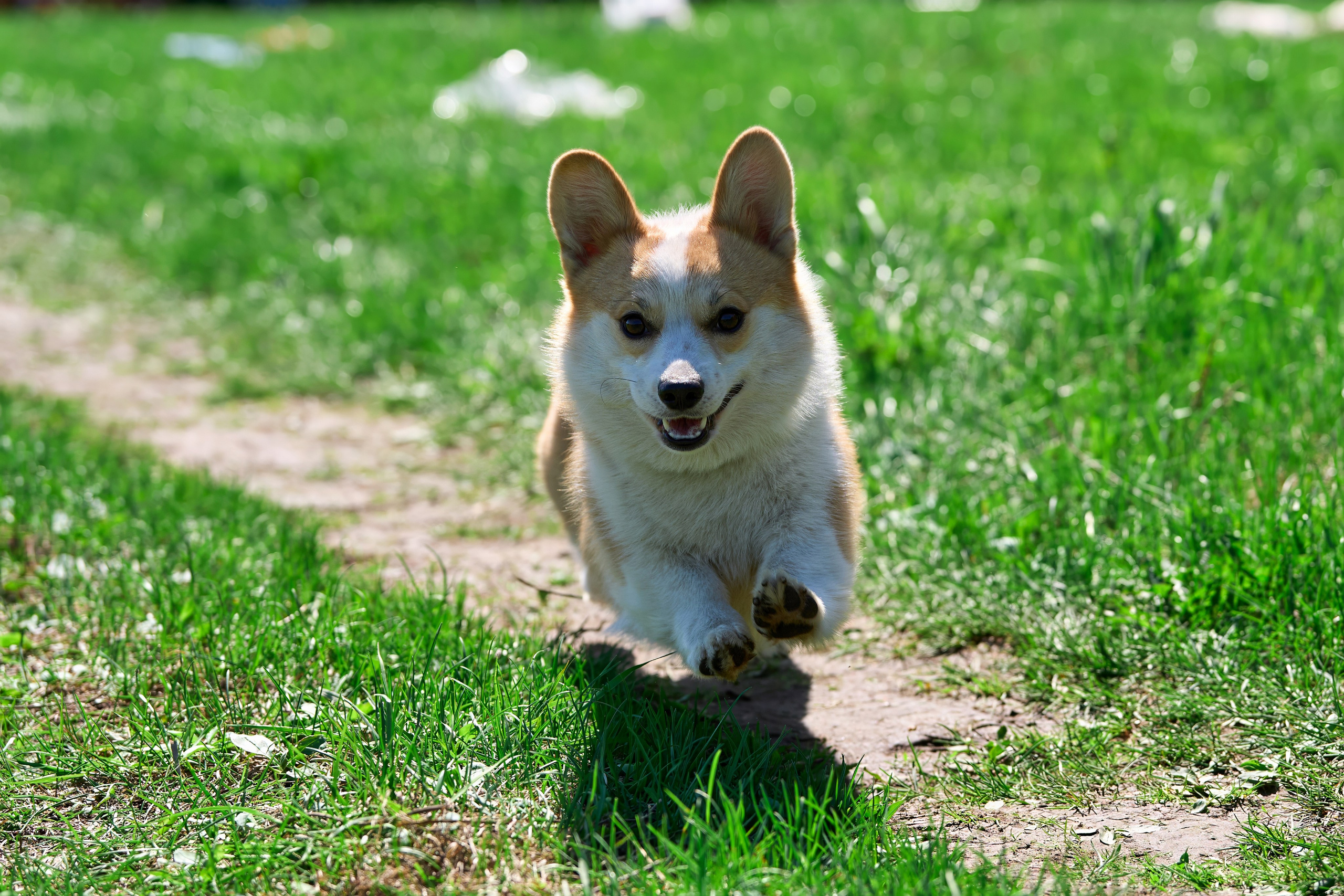 Тренировка по курсингу Донино. Фотограф-анималист Михаил Манухин