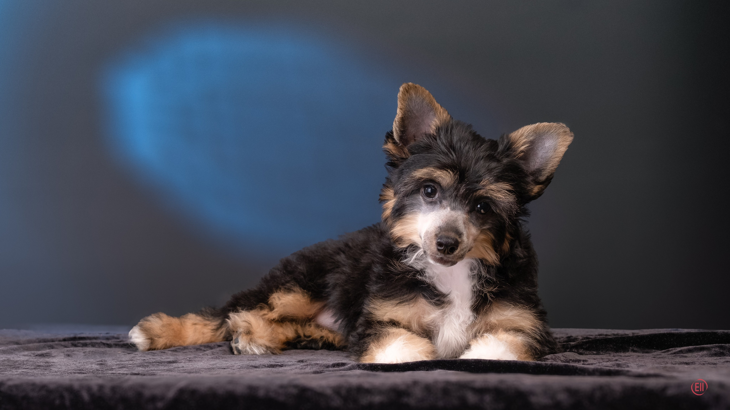 Poale Ell Grace. Chinese Crested Dog Kennel Poale Ell