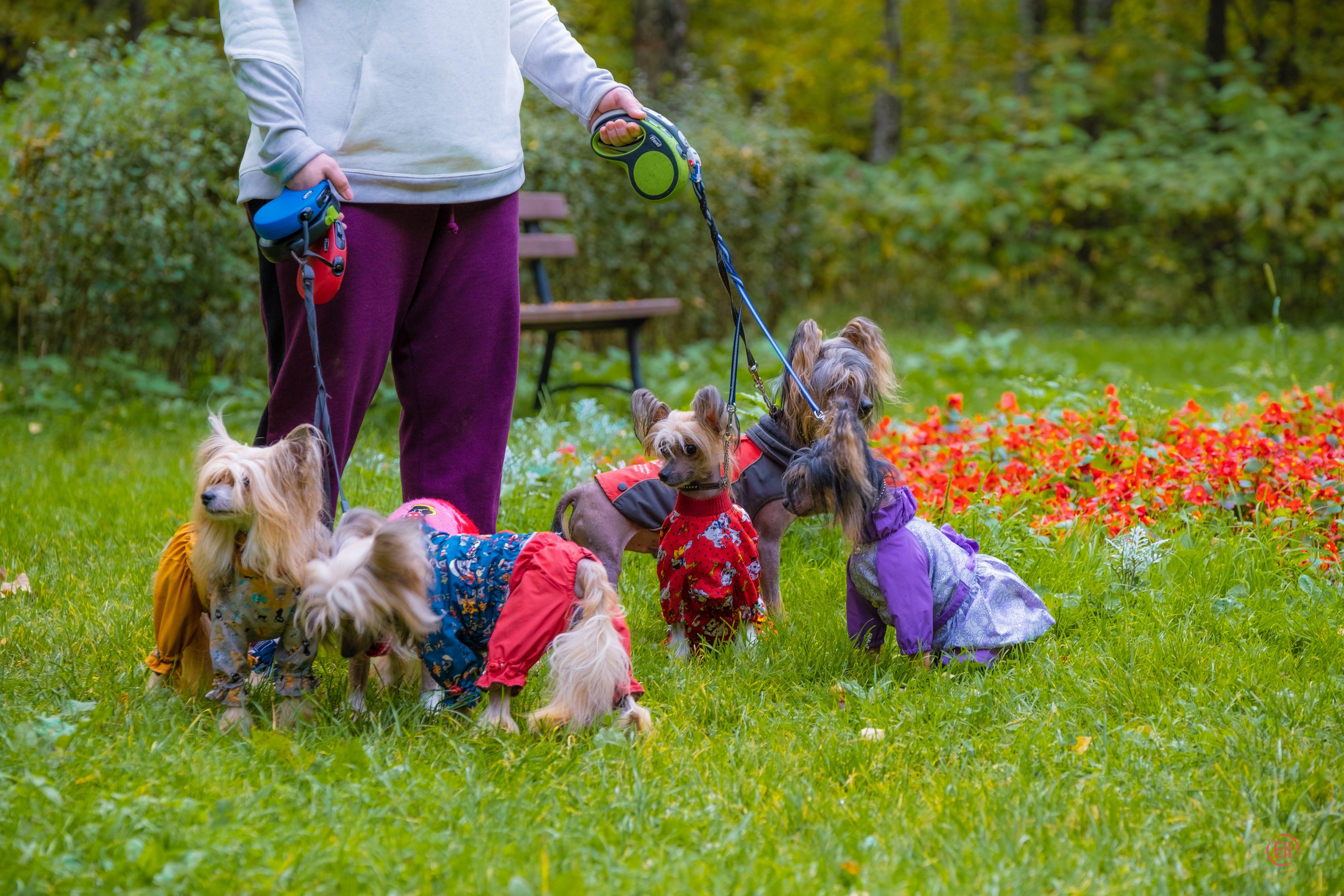 Morning walk in the park. Chinese Crested Dog Kennel Poale Ell