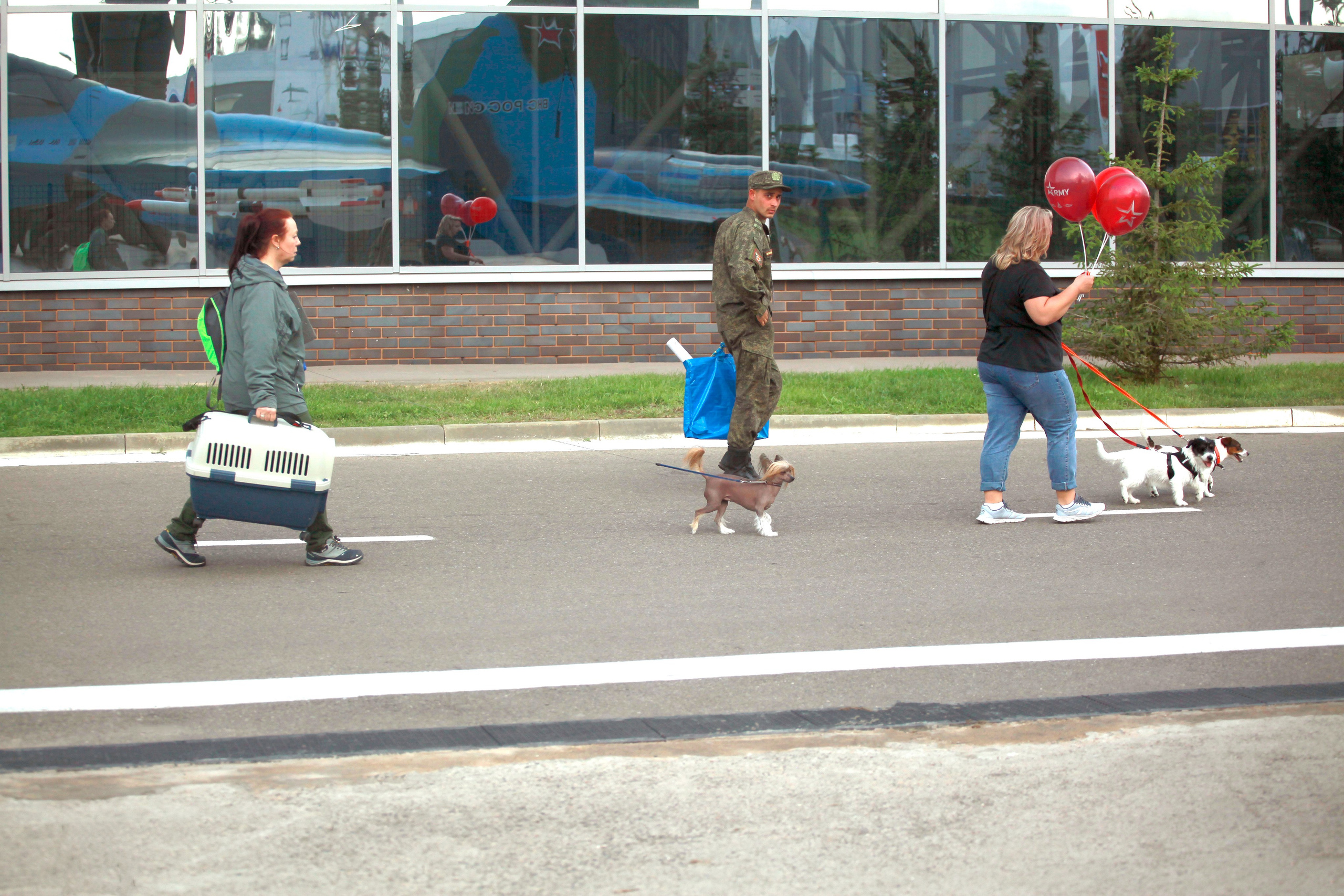 Poale Ell Clare. Chinese Crested Dog Kennel Poale Ell