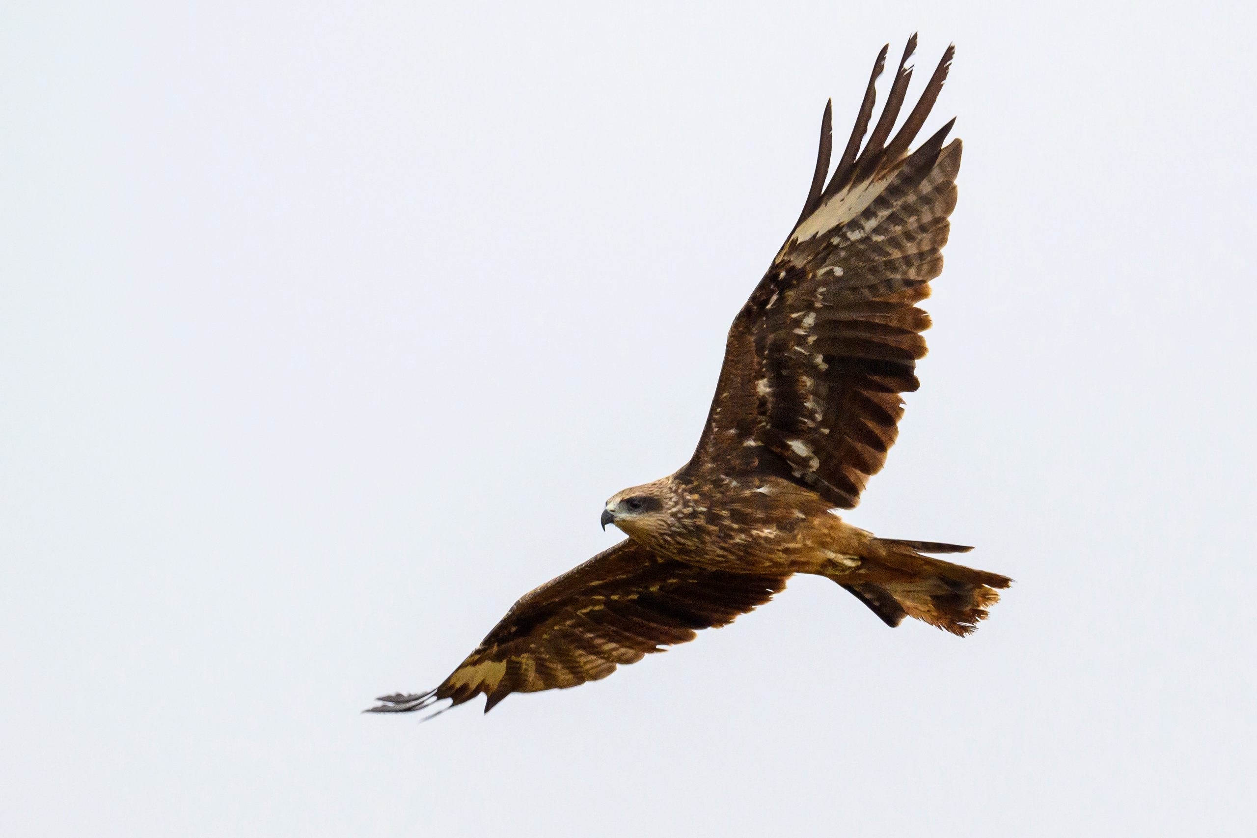 Журавли опять мимо. The cranes are passing by again. Фотограф Сергей Пупонин