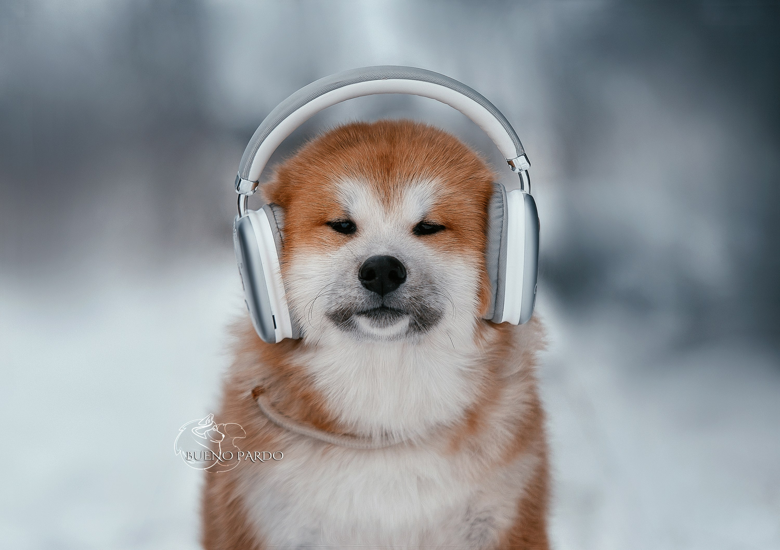 Щенки японской акита ину из питомника. Питомник собак Акита, Хаски, Корги