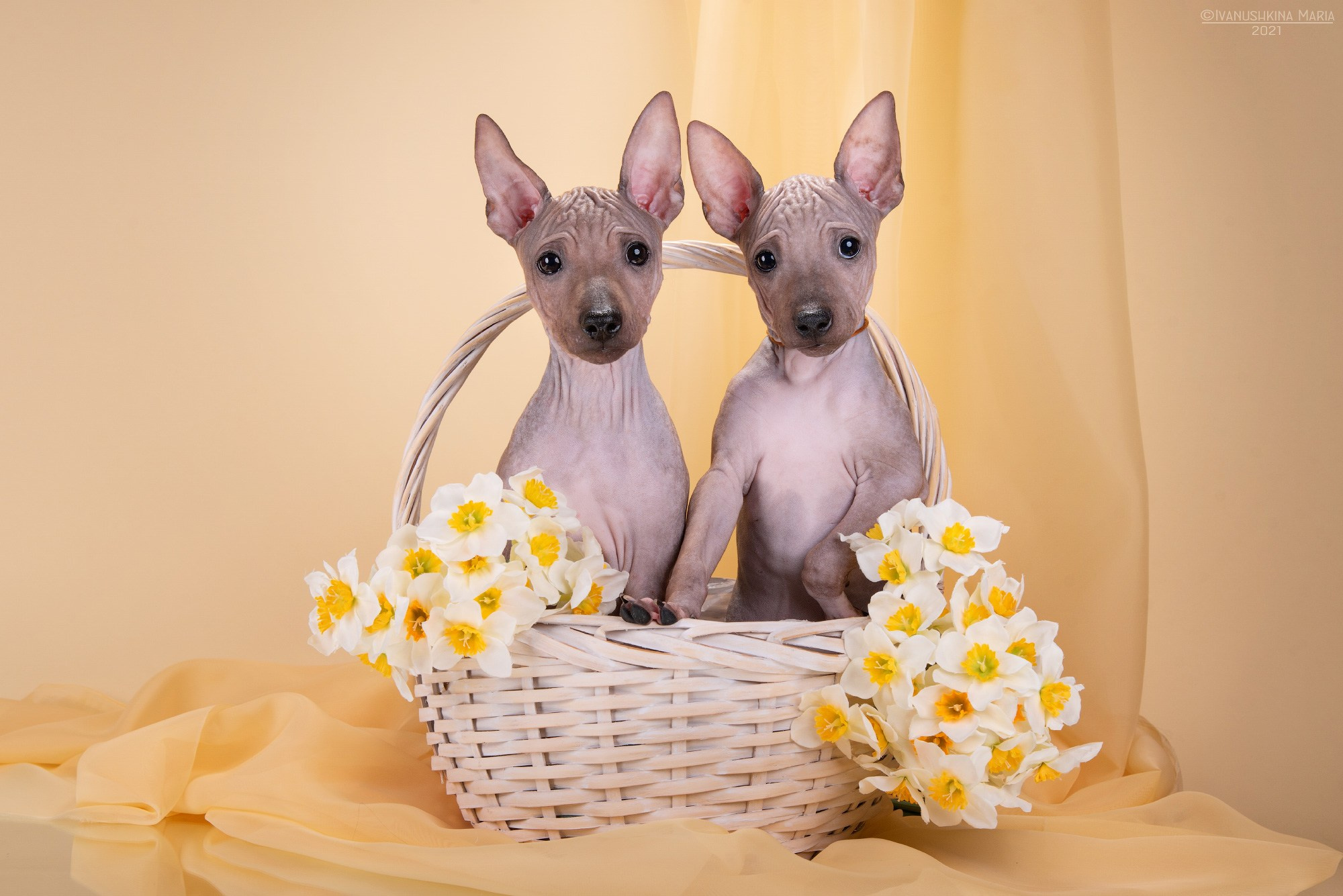 голый американский терьер