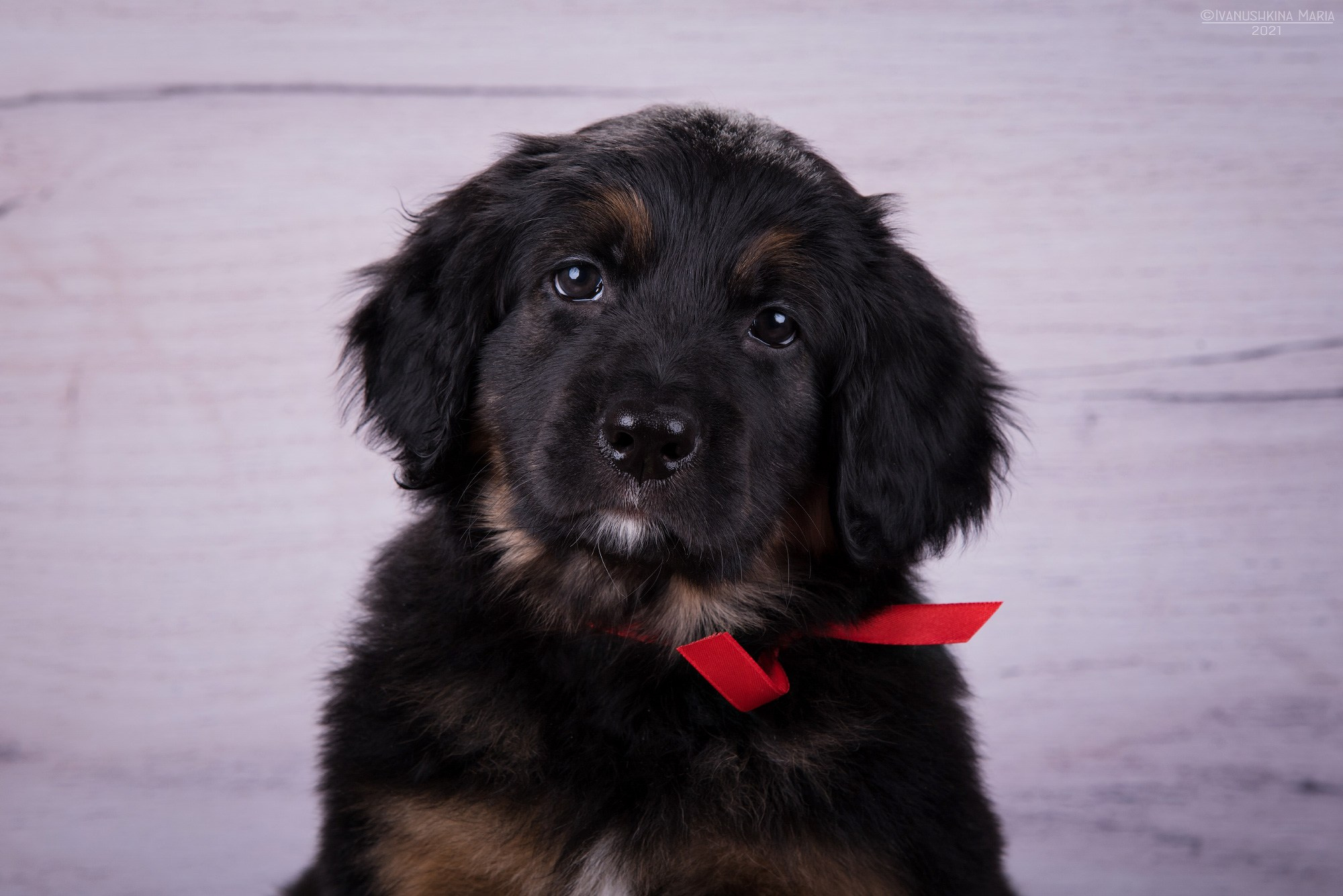 Фотосессия щенков на фонах. Фотограф собак в Москве и Московской области Иванушкина Мария