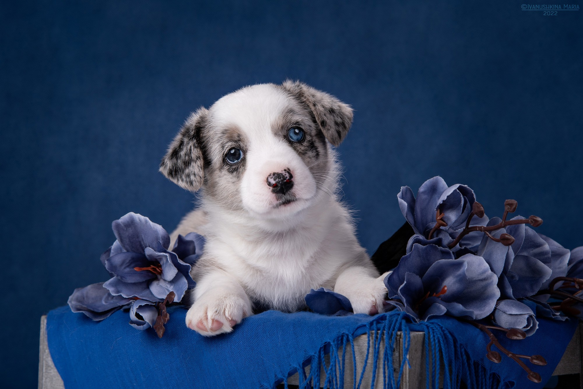 Фотосессия щенков на фонах. Фотограф собак в Москве и Московской области Иванушкина Мария