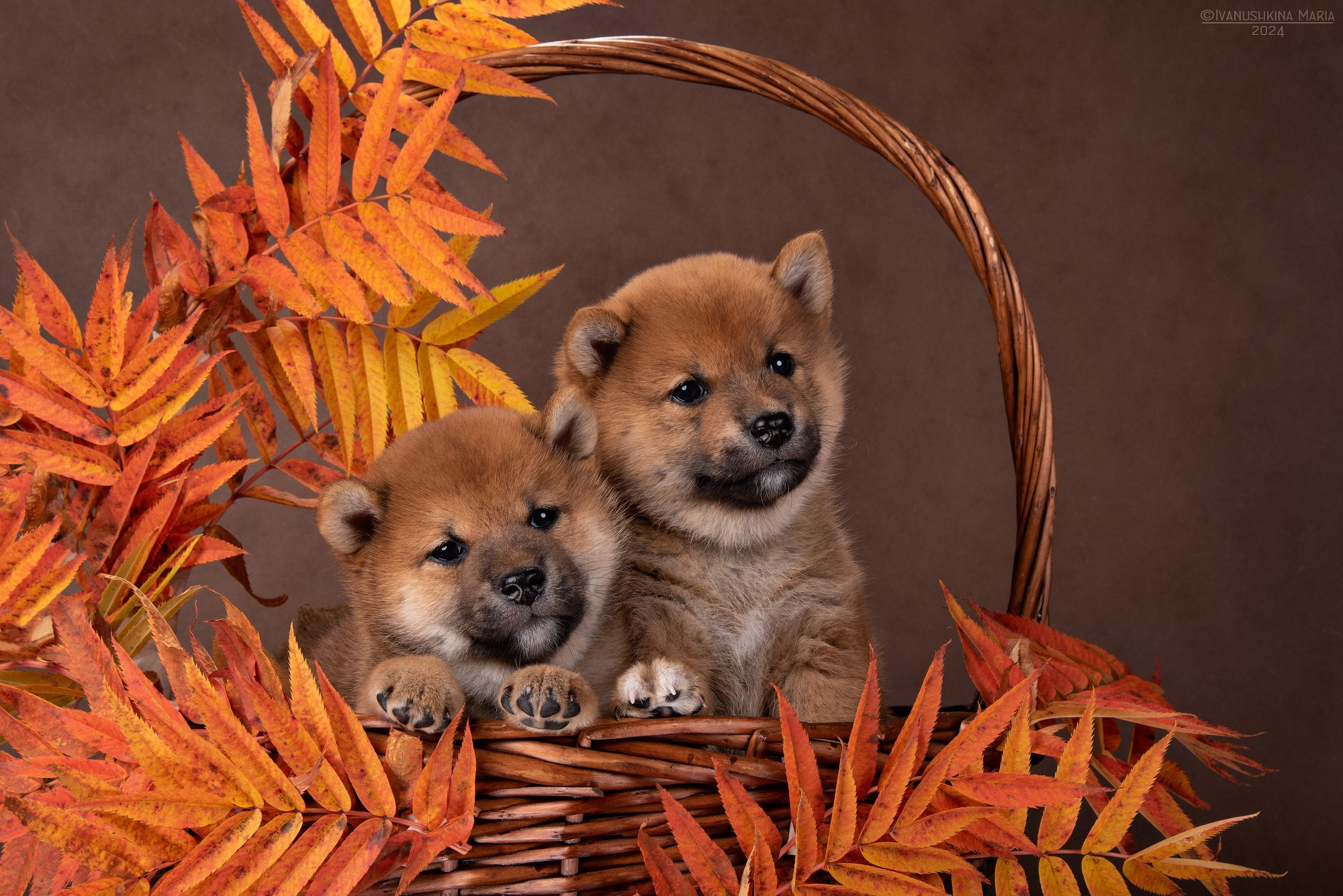 Фотосессия щенков на фонах. Фотограф собак в Москве и Московской области Иванушкина Мария