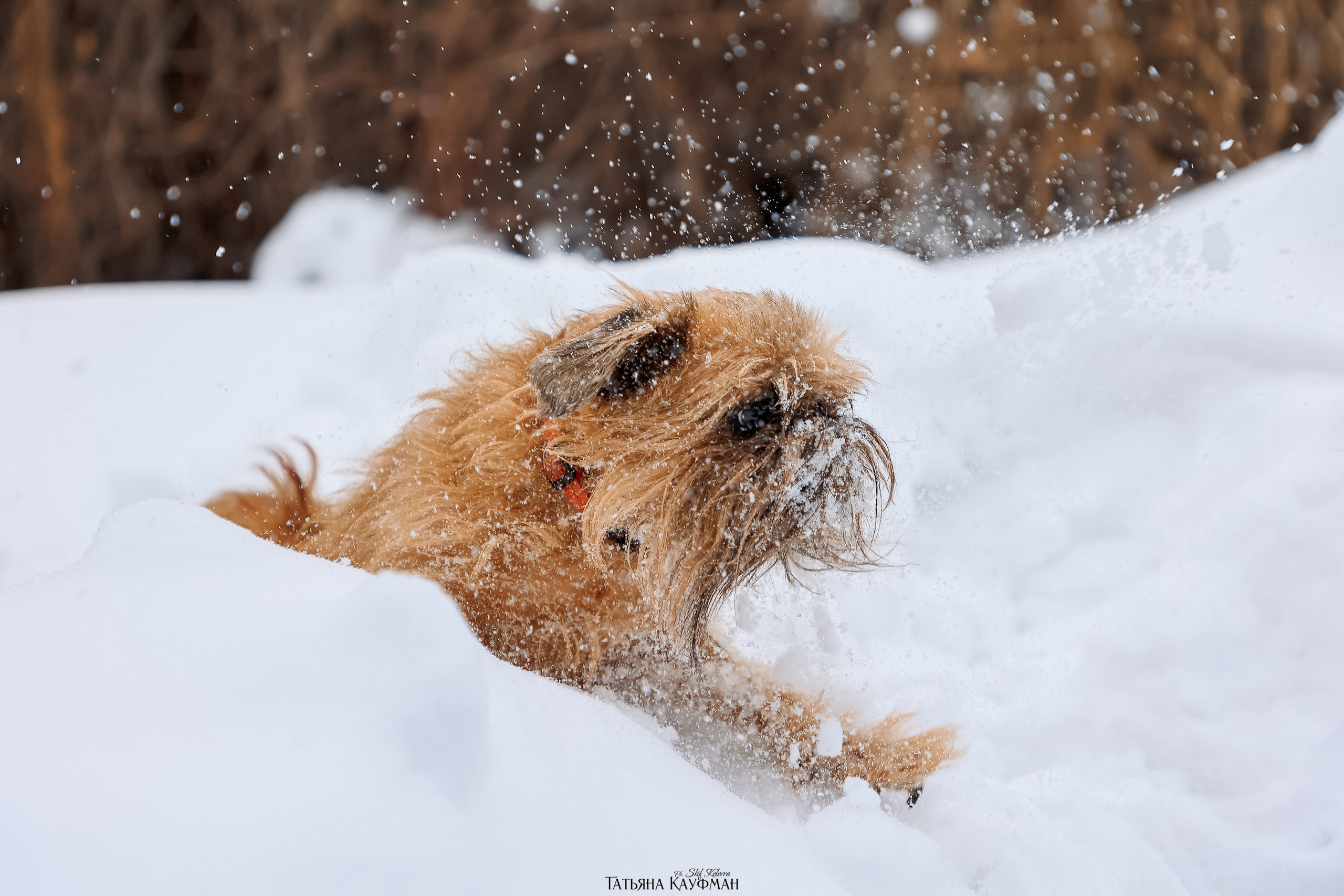 Брюссельский гриффон, фотография гриффон, красивая собака, фотограф анималист, фотокурс Анималистика, научиться фотографировать собак, фотограф Новосибирск