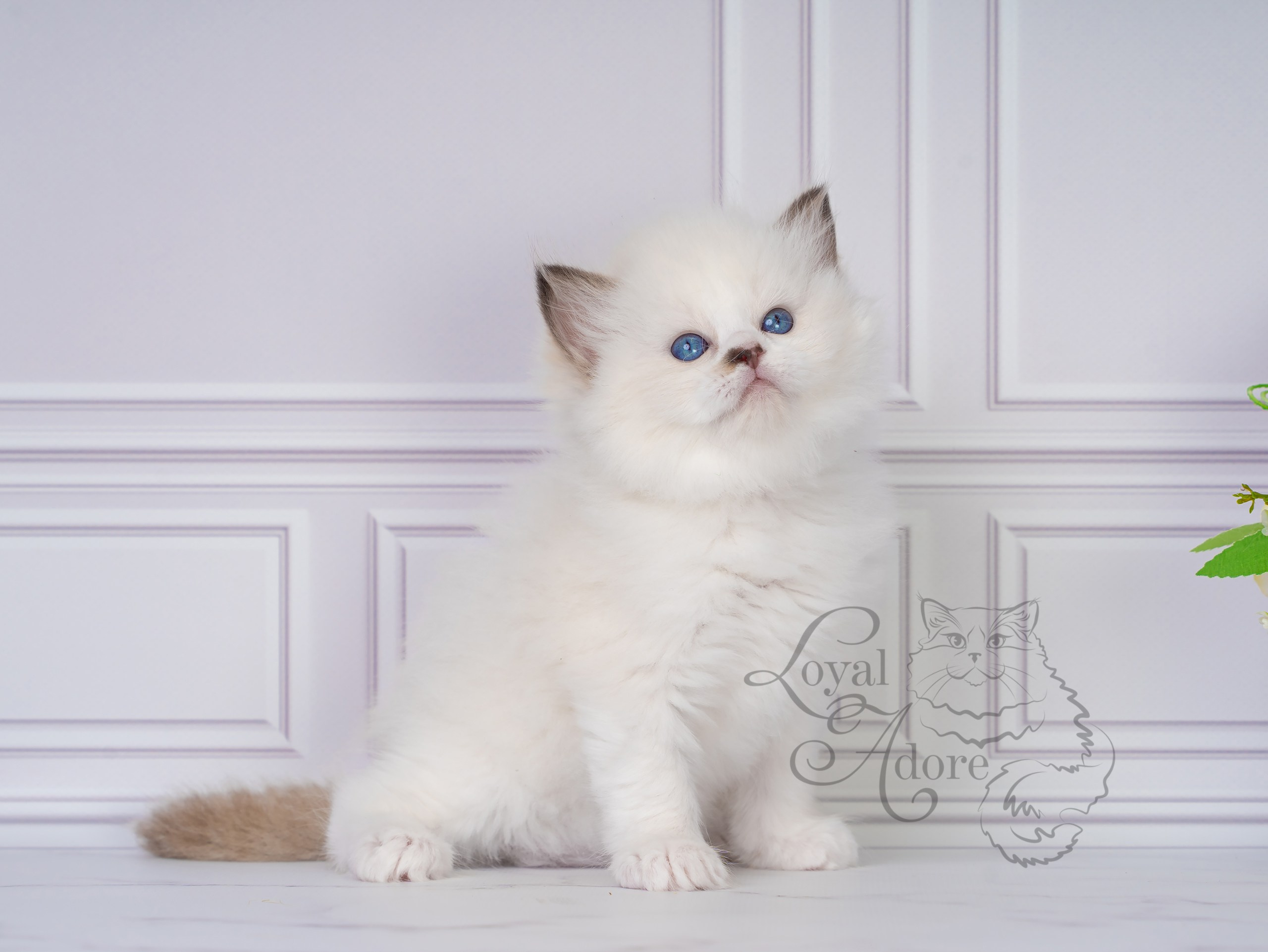 Котята рэгдолл от Loyal Adore. Питомник рэгдолл Loyal Adore