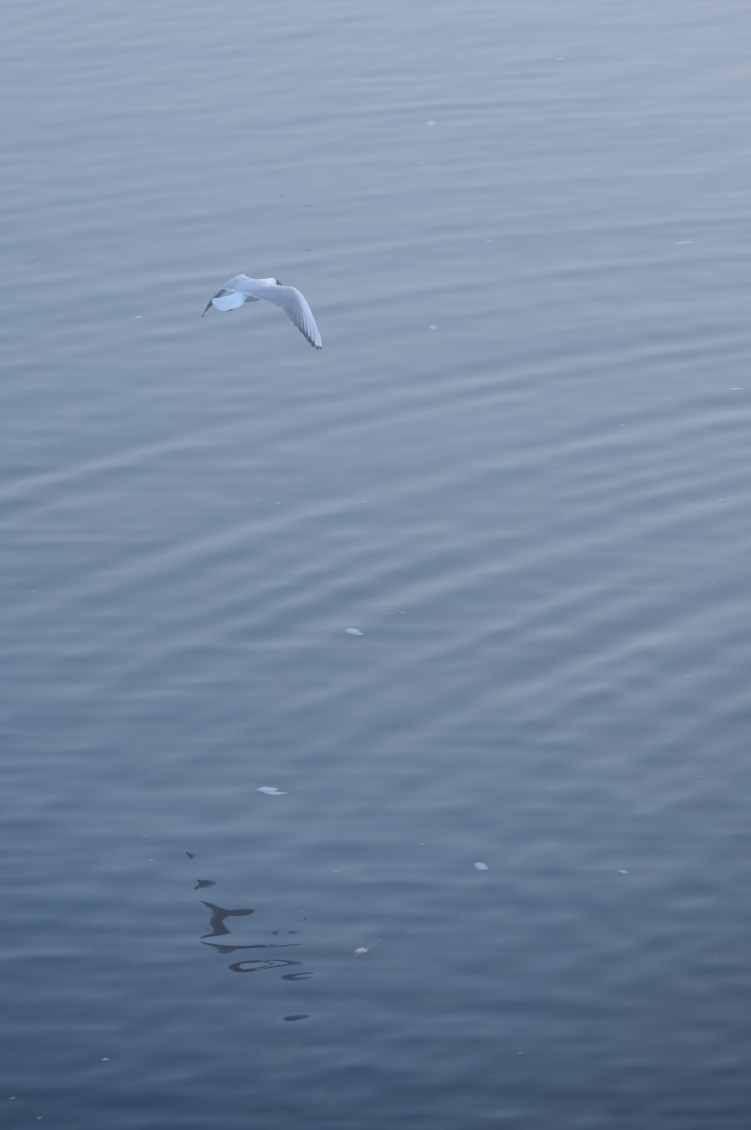 Туман на набережной Волги в Самаре, 8 апреля 2025 года