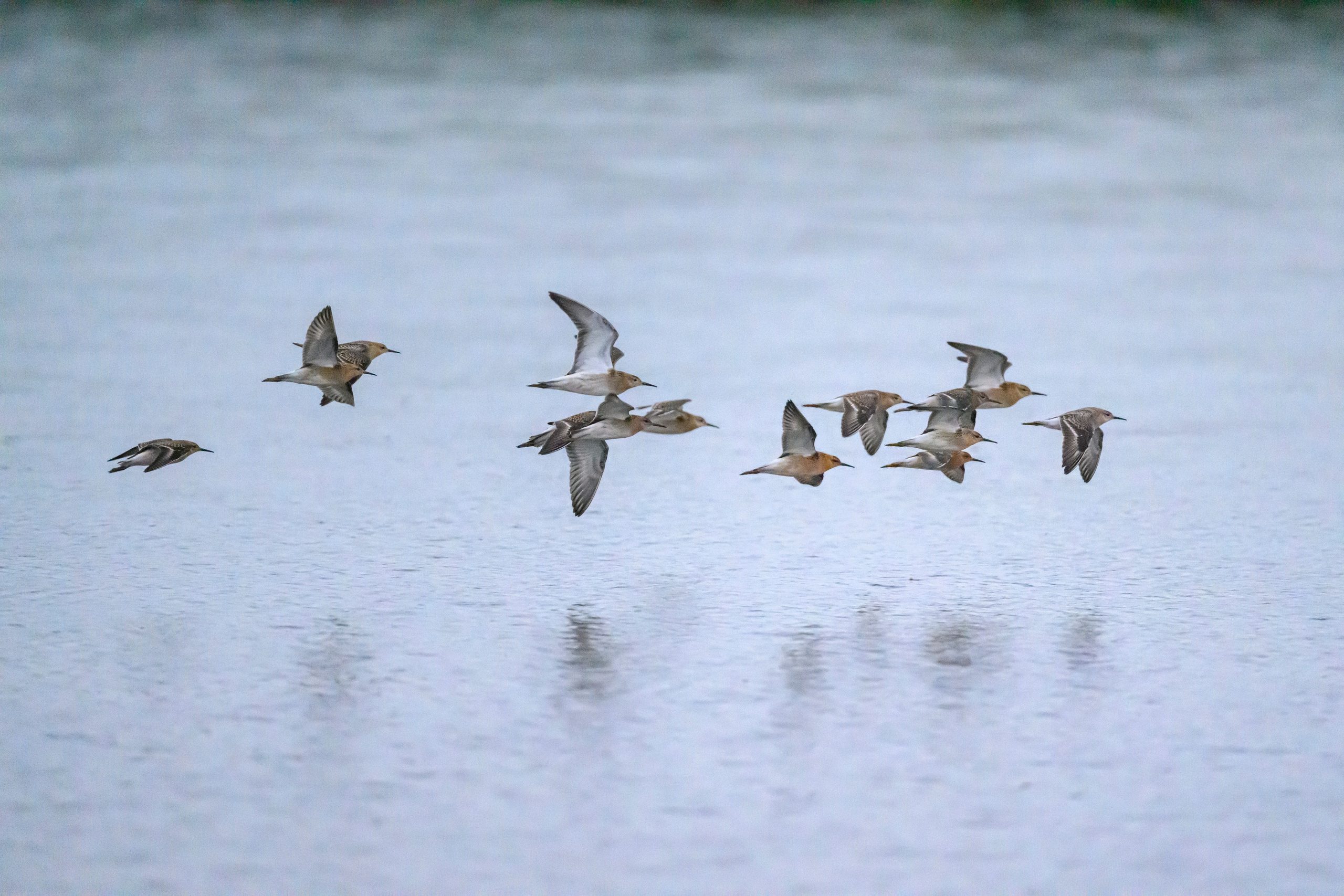 Турухтаны, цапля и коростель. Wildlife photography by Sergey Puponin