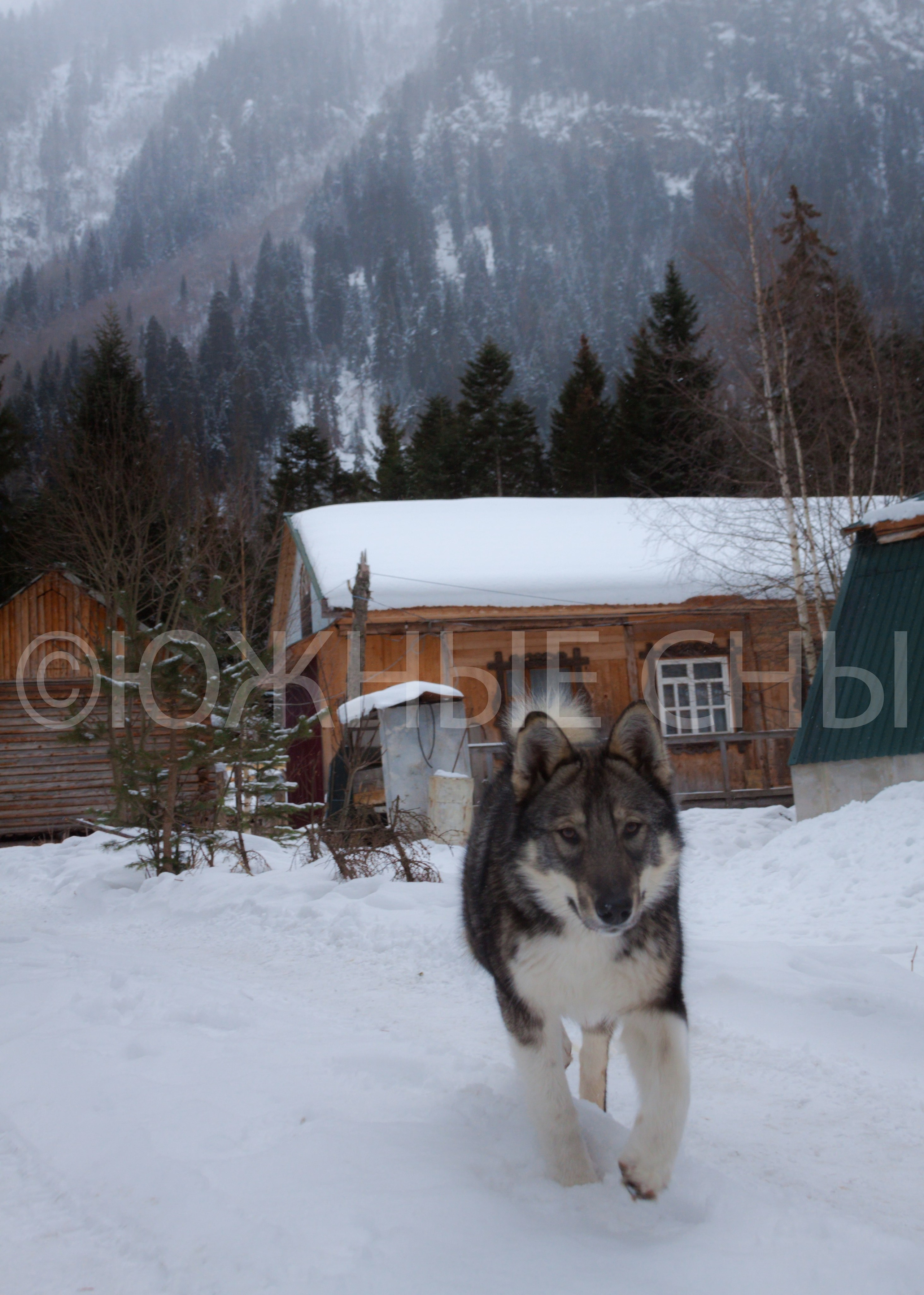 Прогулка по зимнему Махару, КЧР