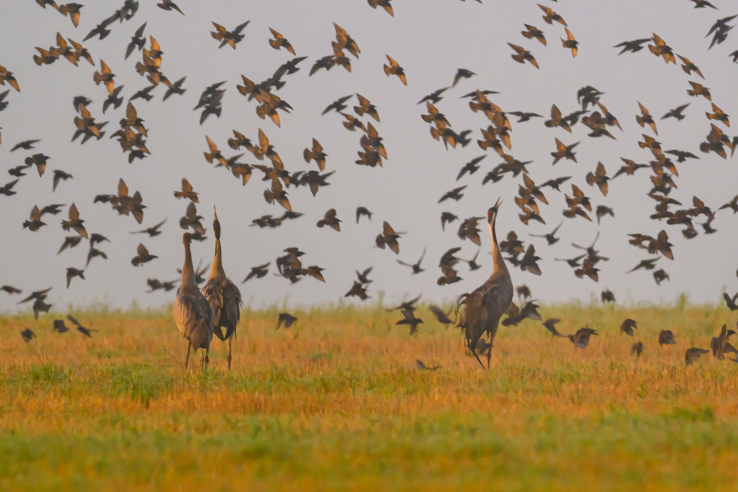 Журавли II. Cranes II. Wildlife photography by Sergey Puponin
