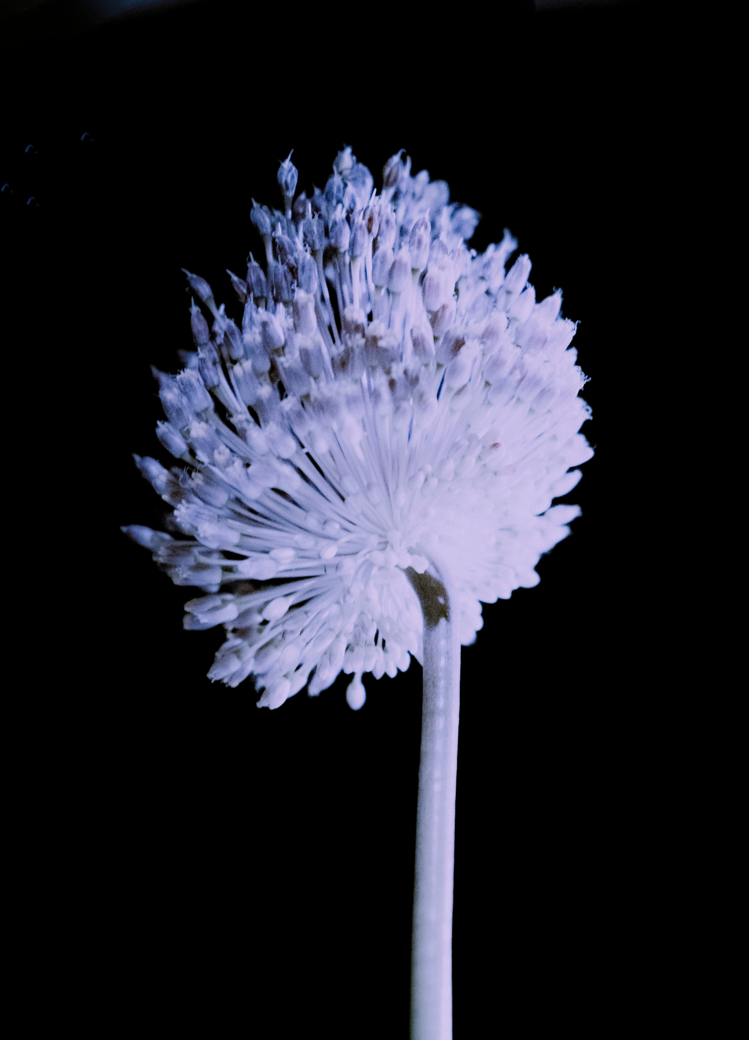 Сертификаты. Портретный и fashion-фотограф в Санкт-Петербурге Олеся Поле