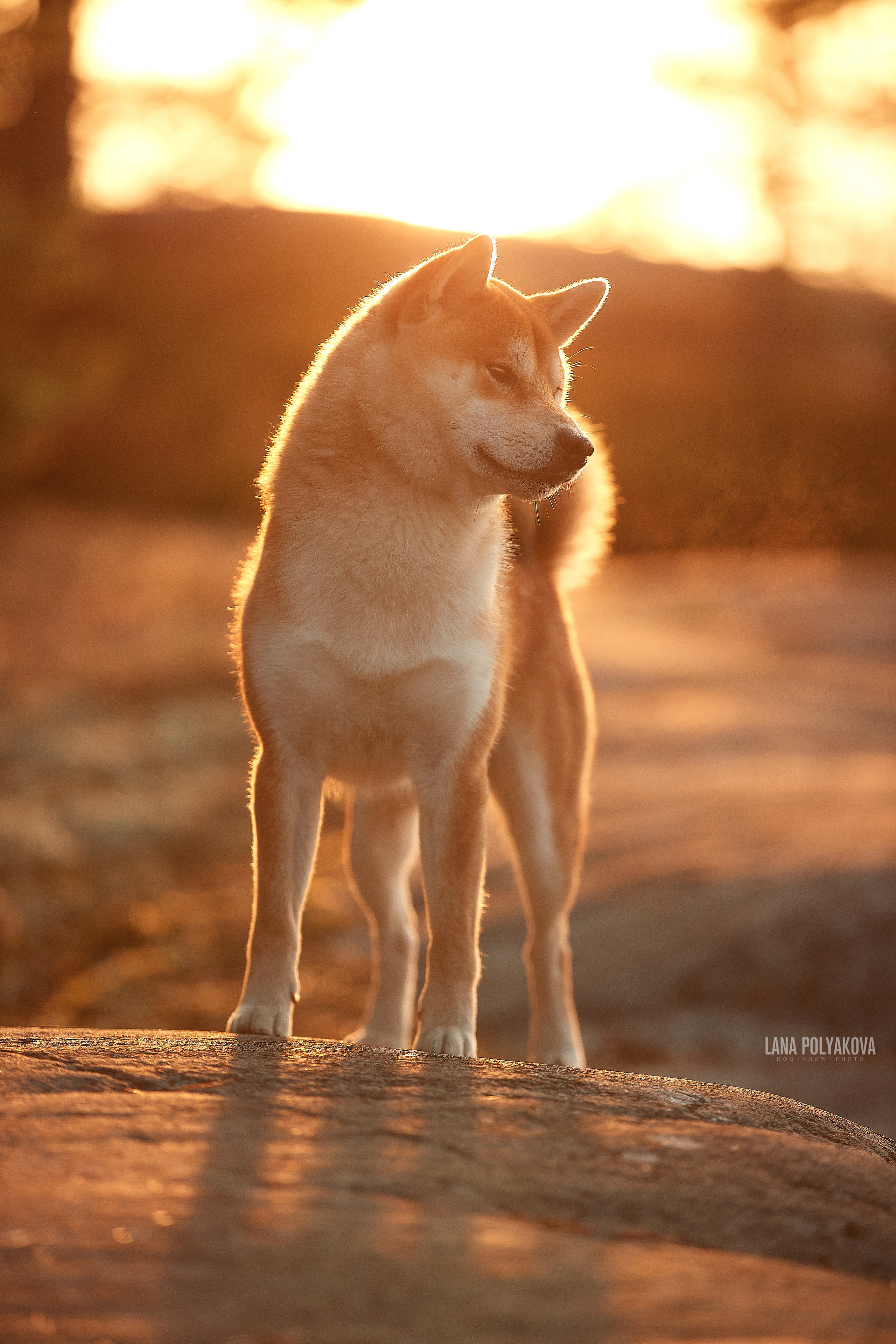 Сиба-ину BANZAY MUTEKI