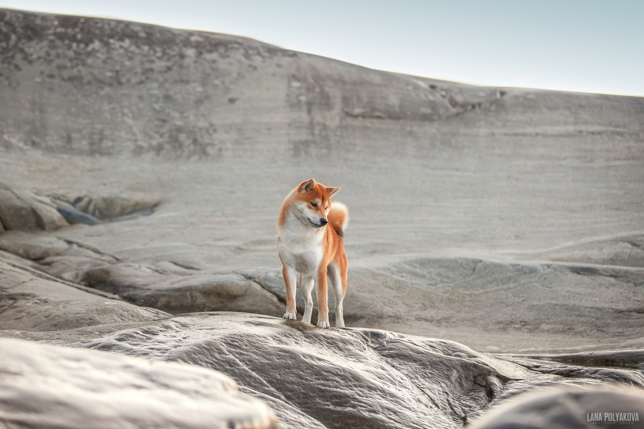 Сиба-ину BANZAY MUTEKI