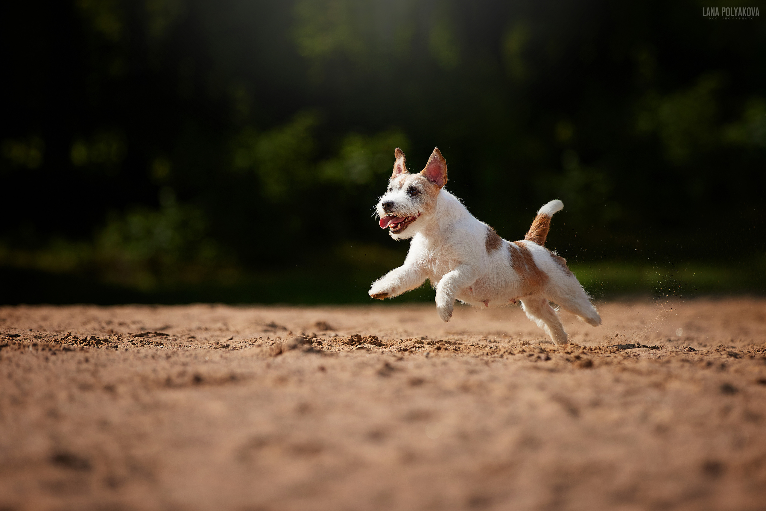 Джек-рассел терьер