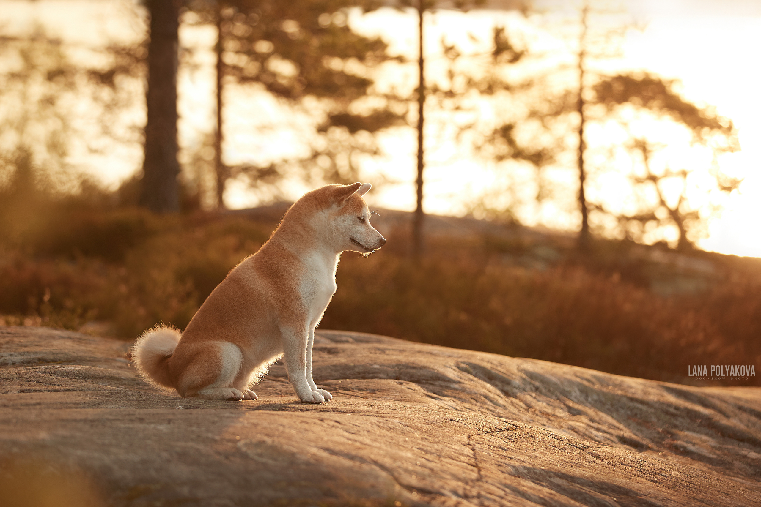 Сиба-ину FUDZISAN GINZASHOKEN