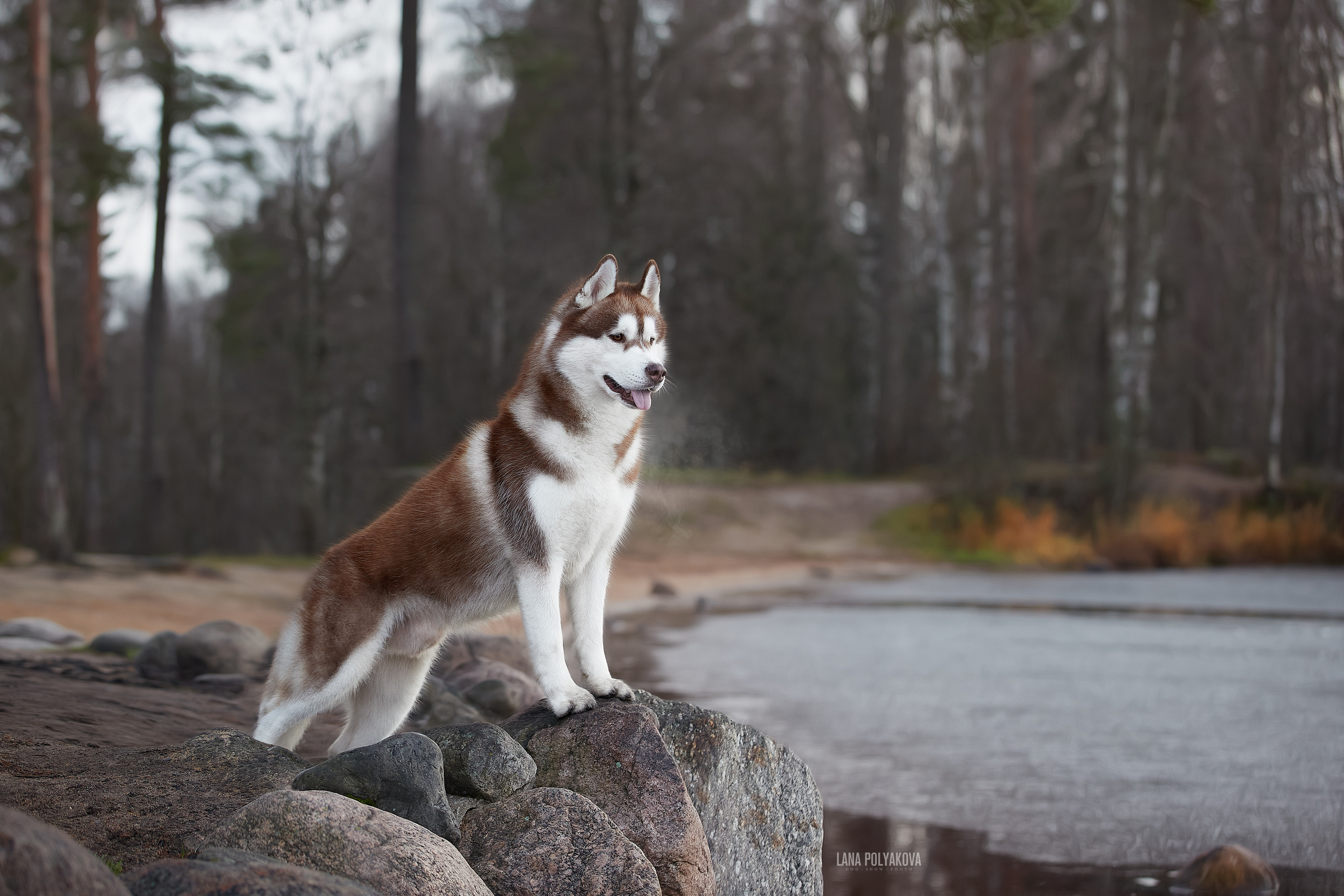 Сибирский хаски