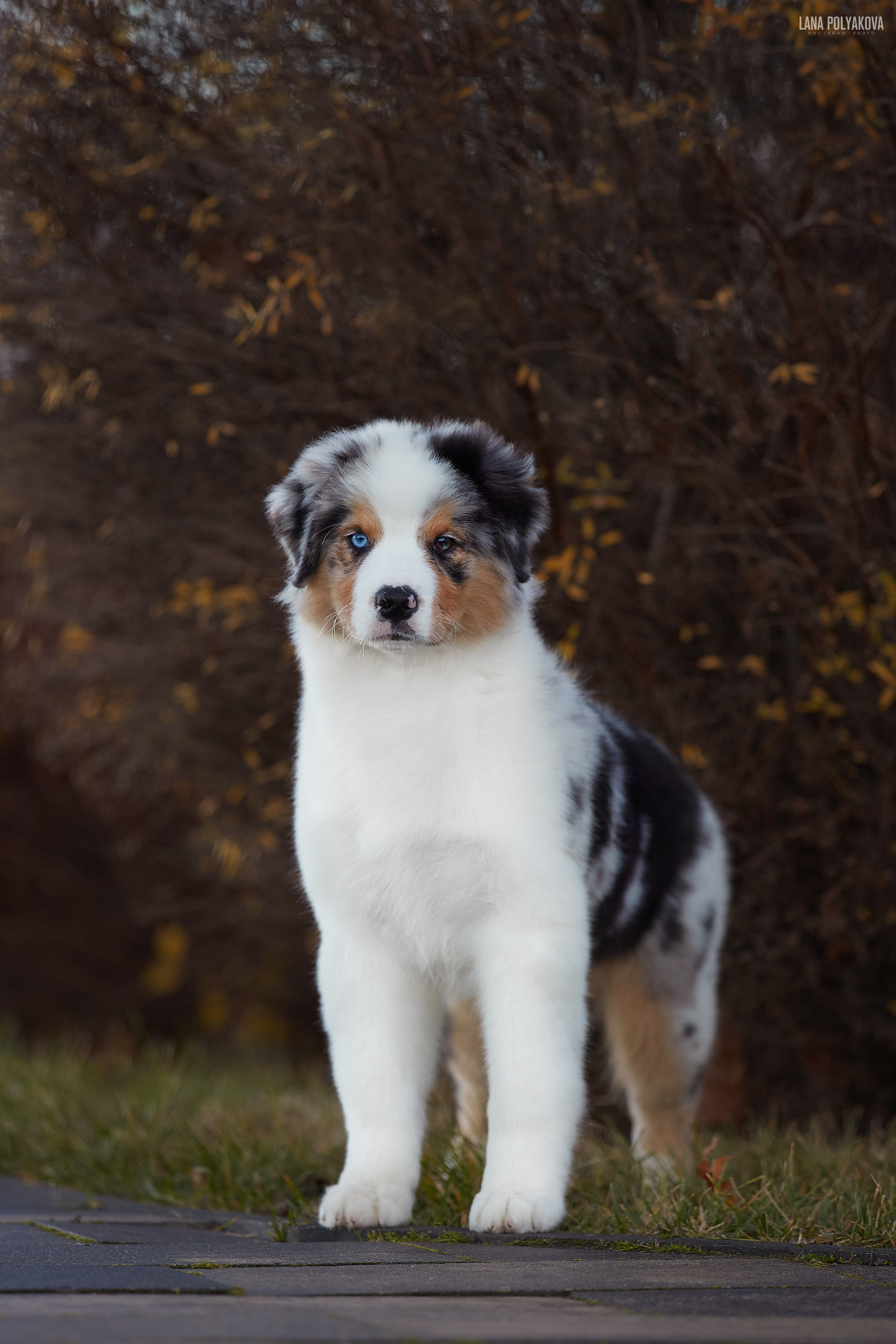 Австралийская овчарка, аусси