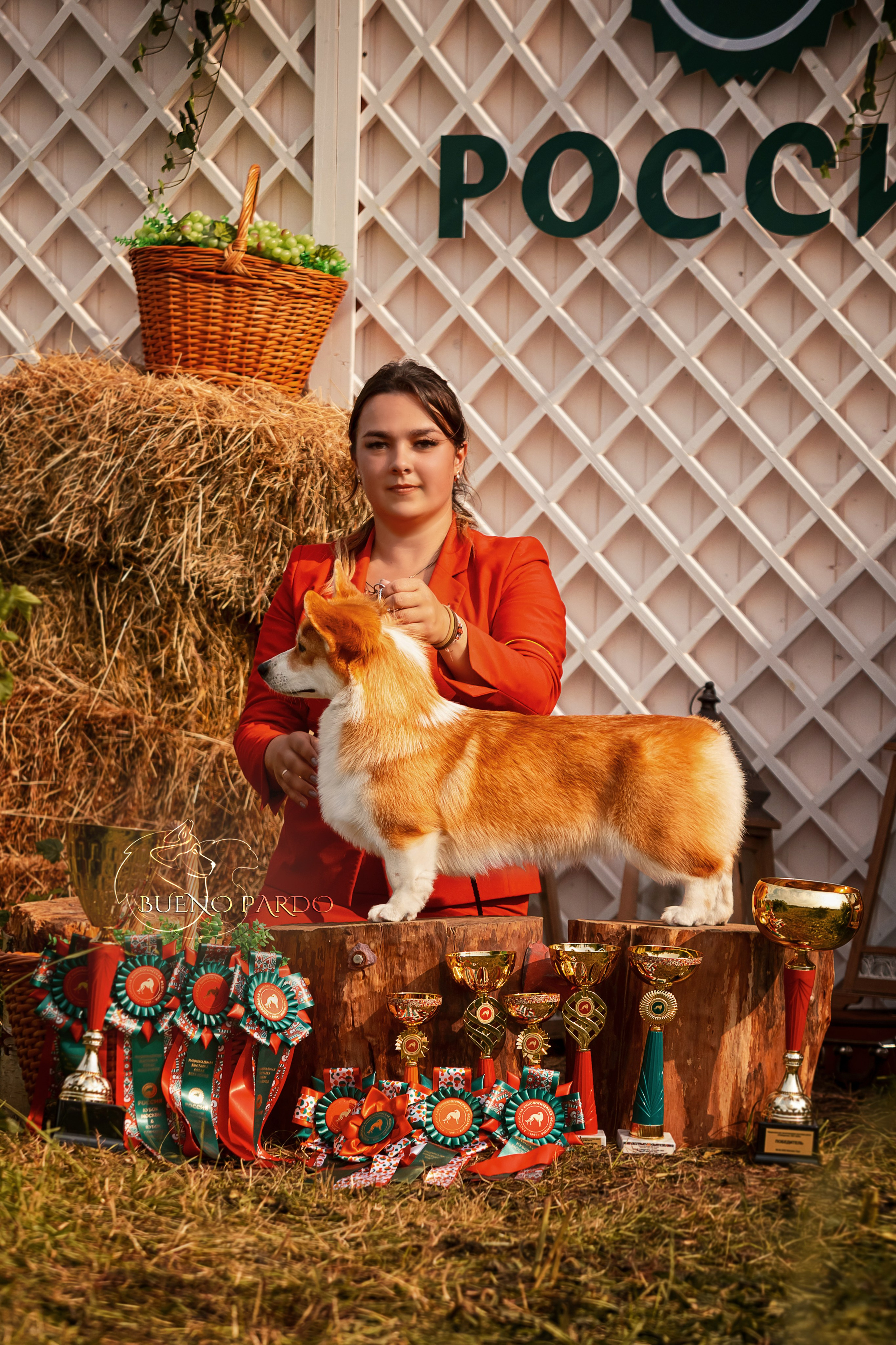 Собаки питомника Bueno Pardo. Питомник собак Акита, Хаски, Корги