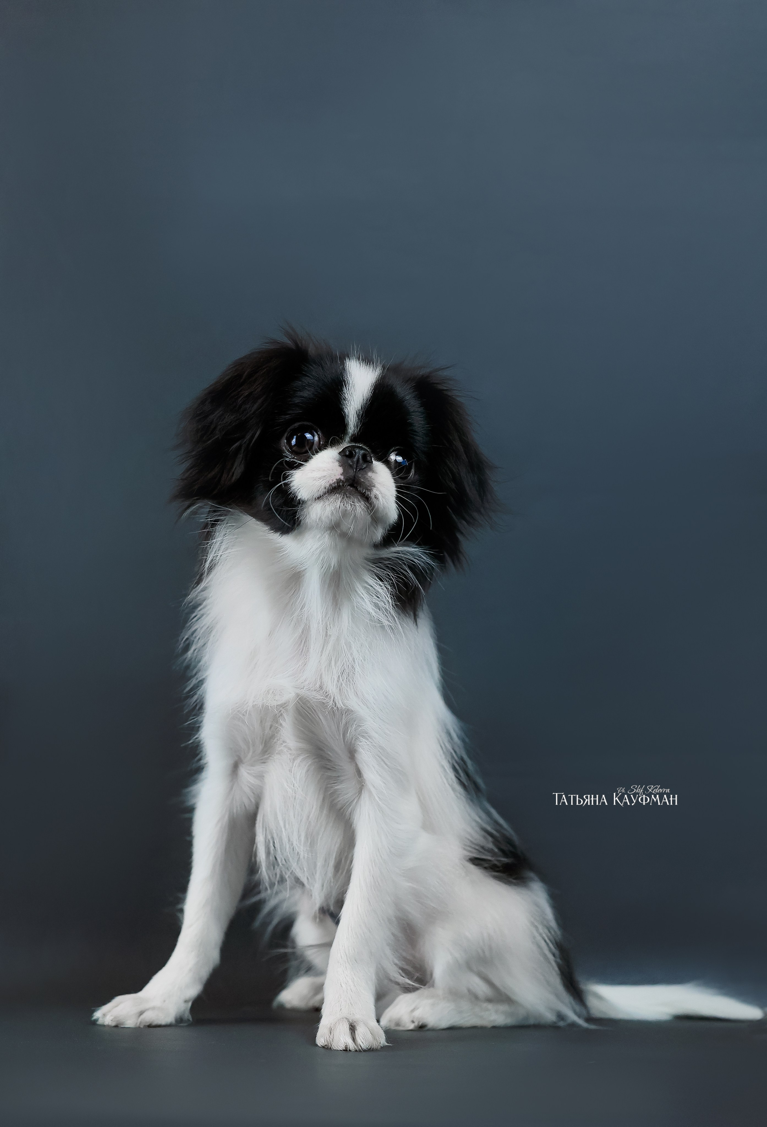 Японский хин, фотография японский хин, красивая собака, фотограф анималист, фотокурс Анималистика, научиться фотографировать собак, фотограф Новосибирск, фотостудия Скифки, студийная фотография