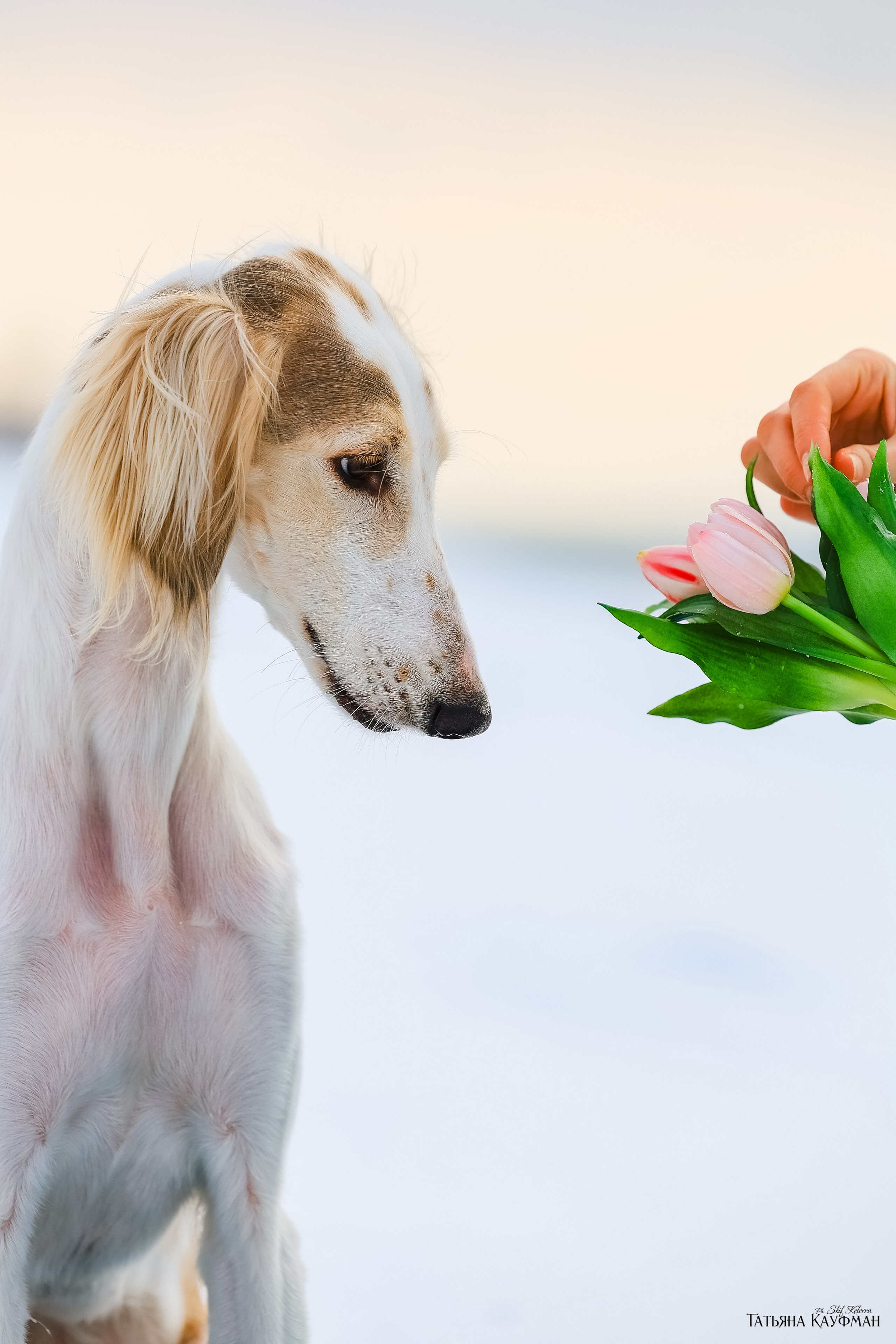 Салюки Флай и Лира. Фотограф Анималист из Новосибирска Татьяна Кауфман