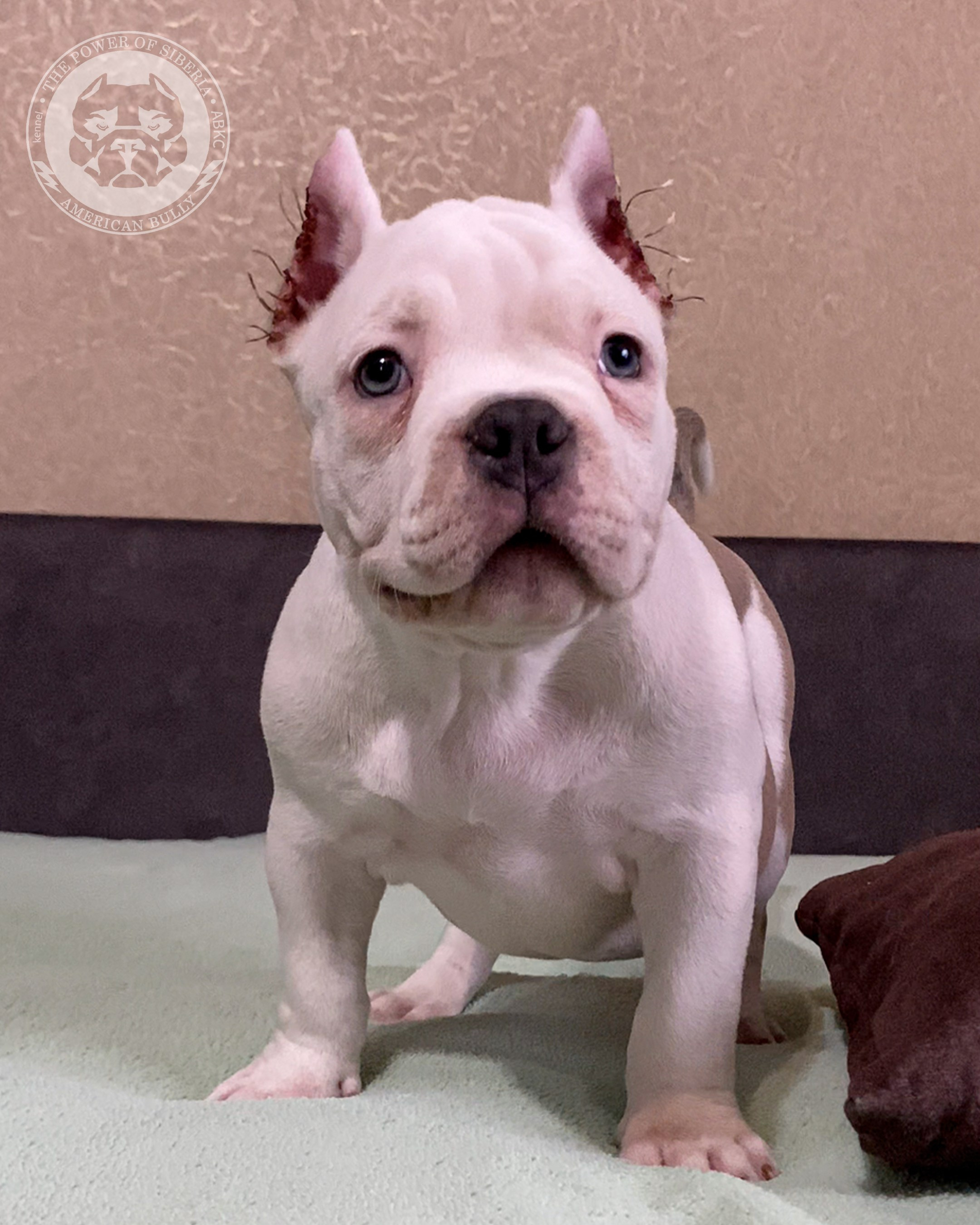 Помет Турук и Мия 13.12.25. Американский Булли в г. Ростов-на-Дону. Питомник THE POWER OF SIBERIA