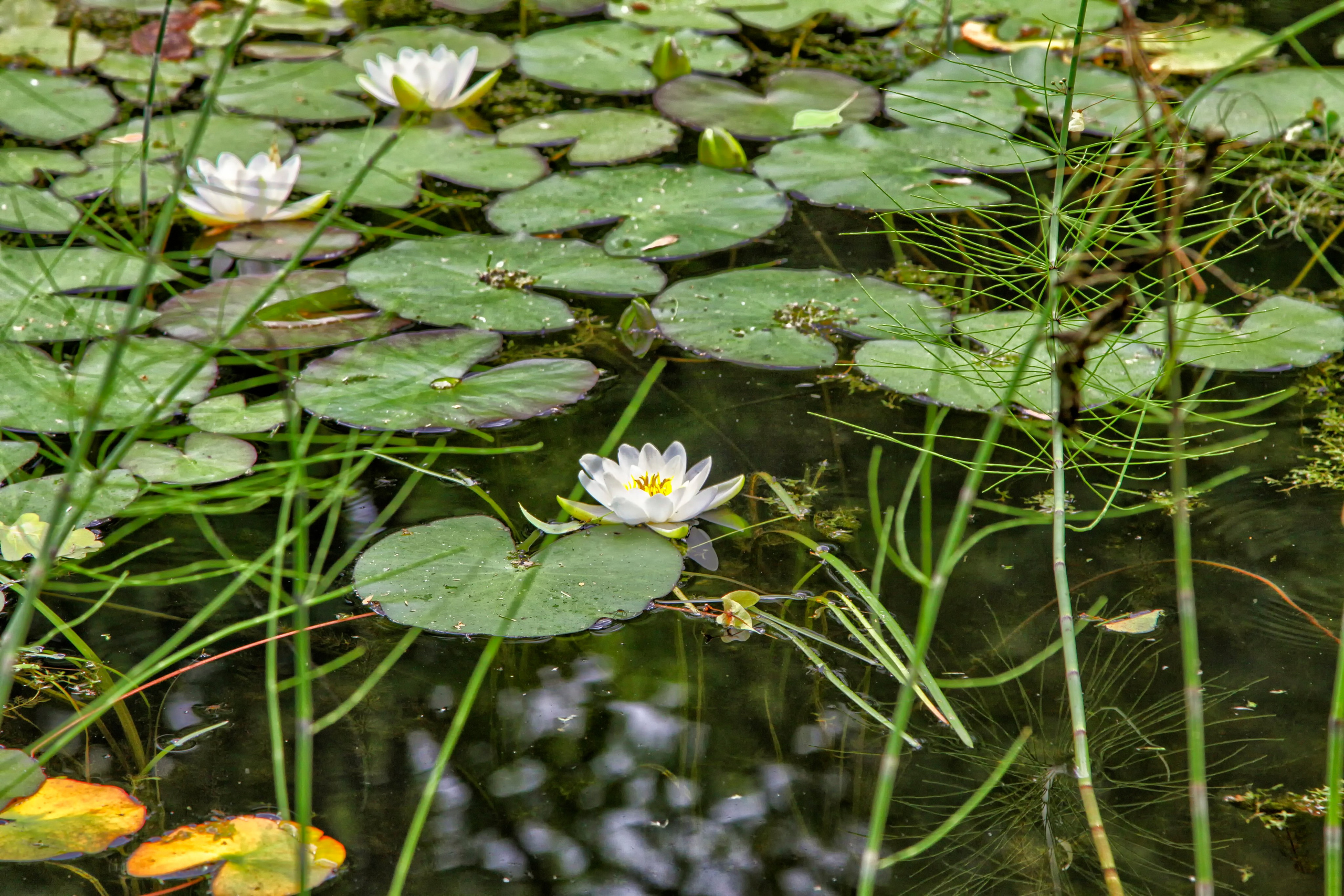 Тишина. Свадьбы, портретная, предметная съемка. Фотограф Александр К