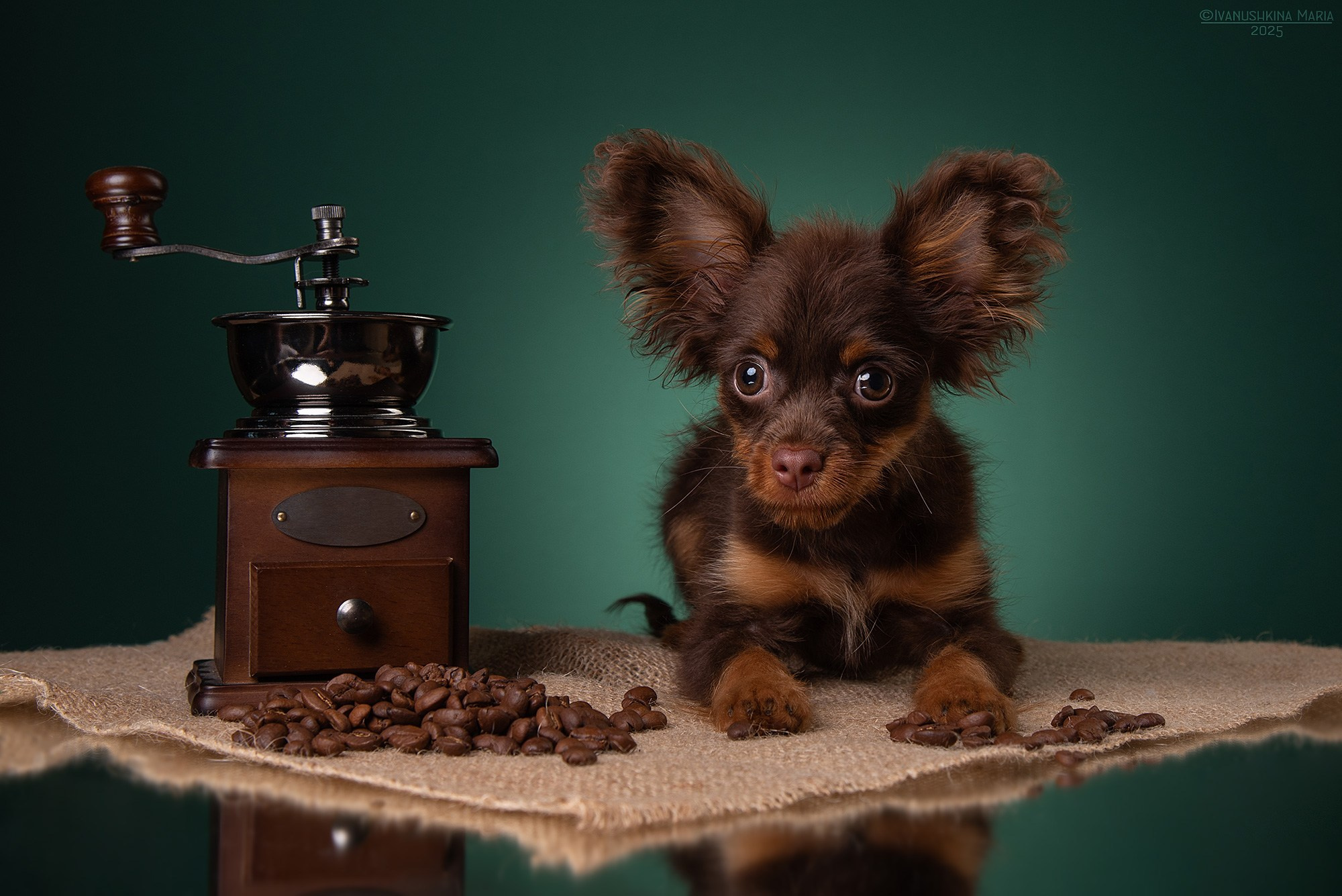 Фотосессия щенков на фонах. Фотограф собак в Москве и Московской области Иванушкина Мария