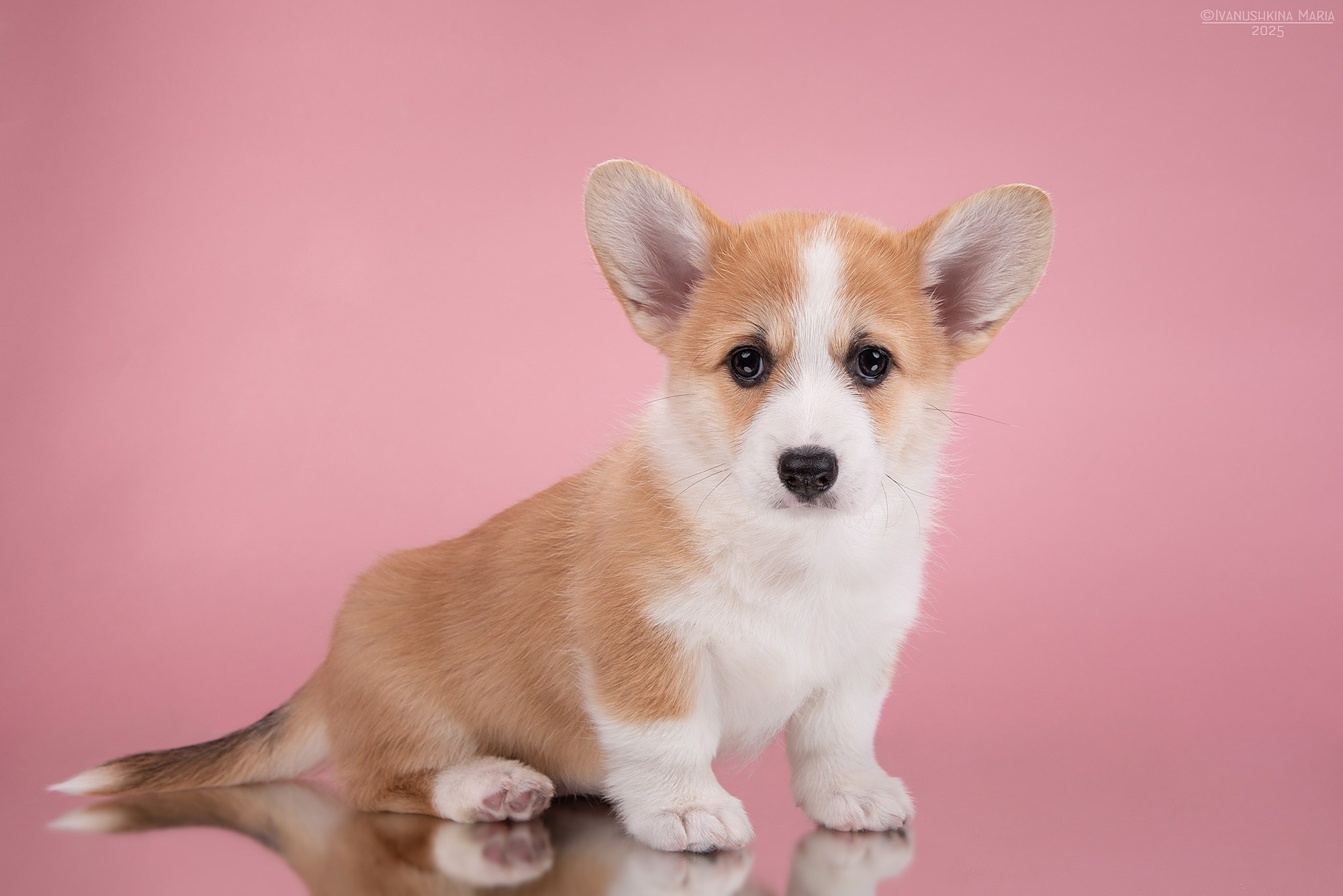 Фотосессия щенков на фонах. Фотограф собак в Москве и Московской области Иванушкина Мария