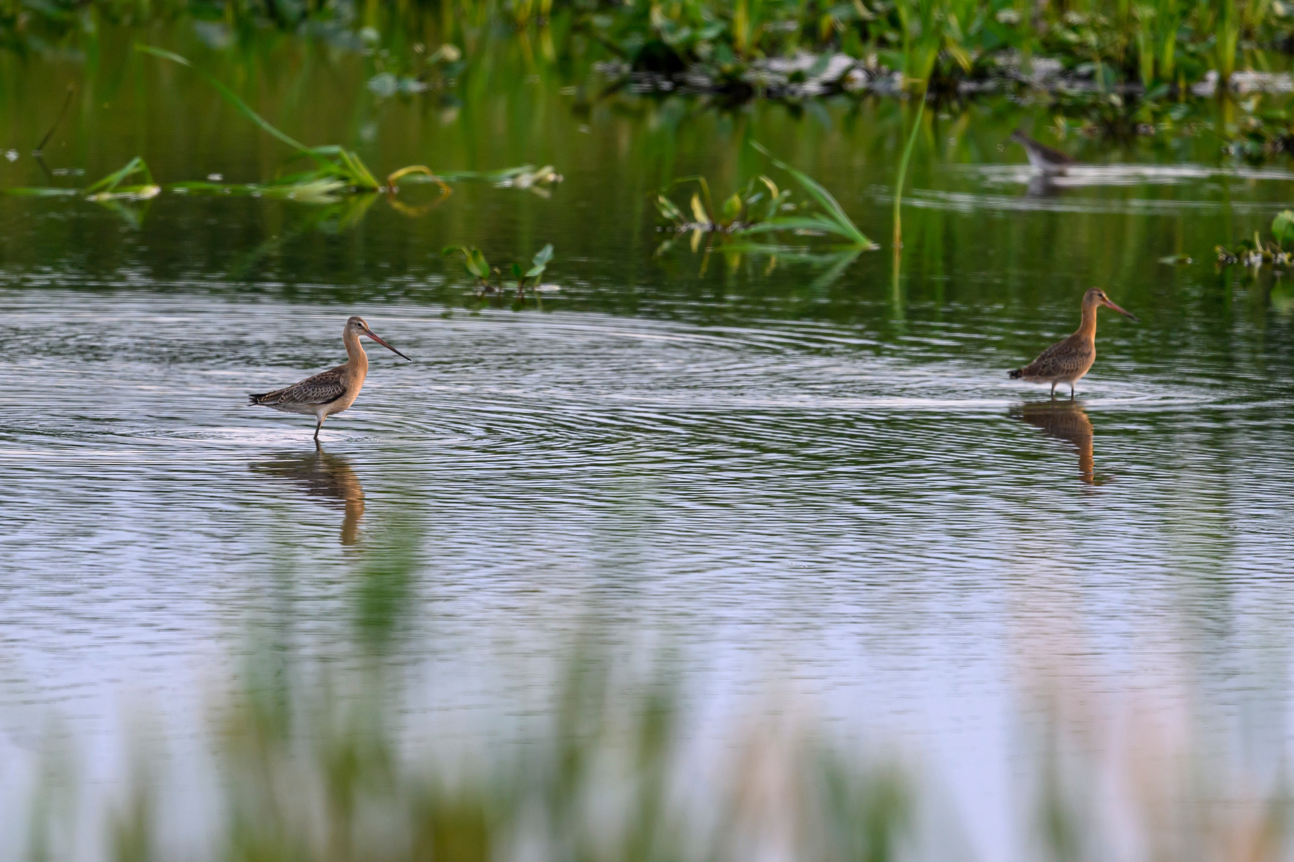Веретенники, фифи и турухтаны. Godwits, Wood sandpipers and Ruffs. Фотограф Сергей Пупонин