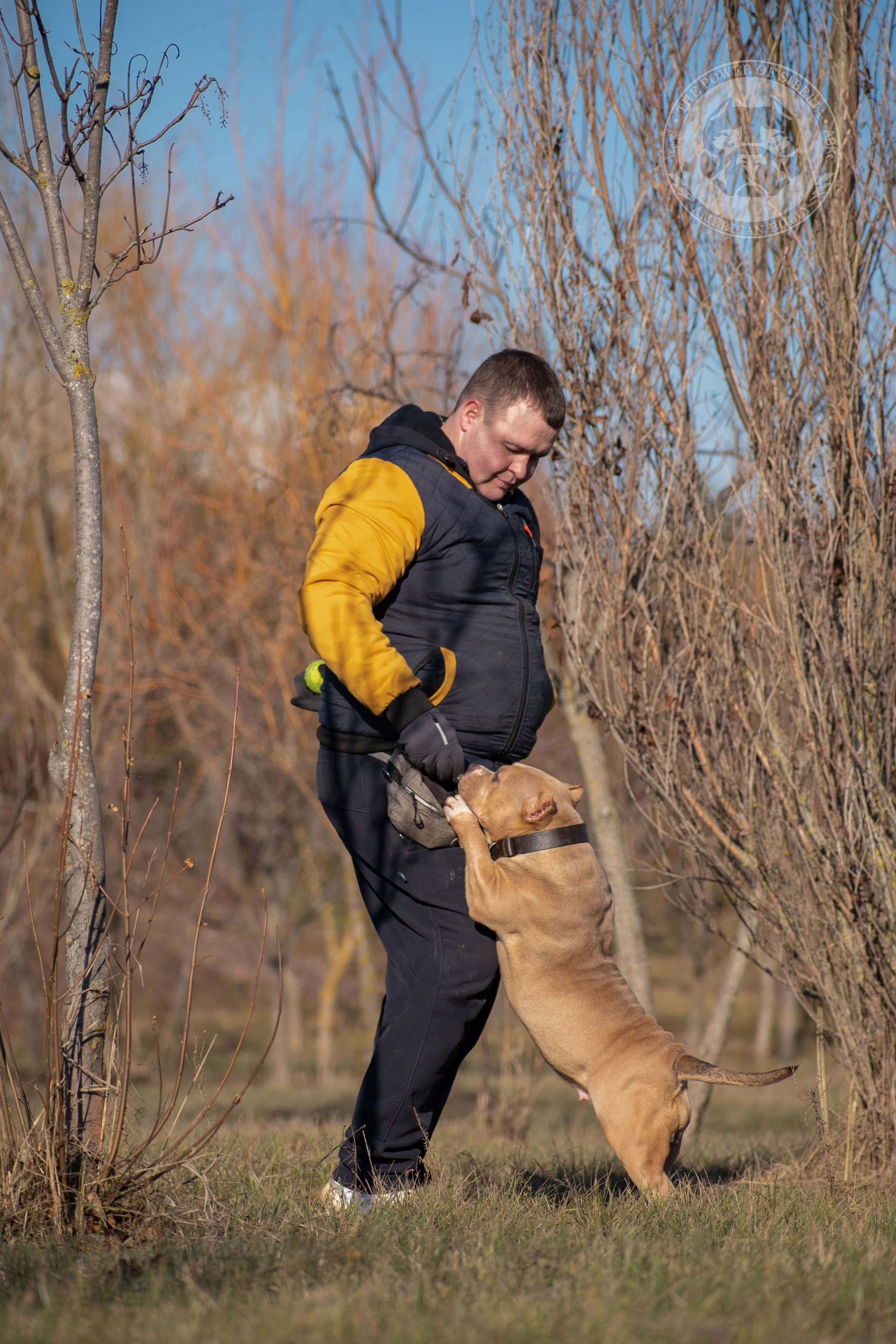 занятия на природе с булли стандарт